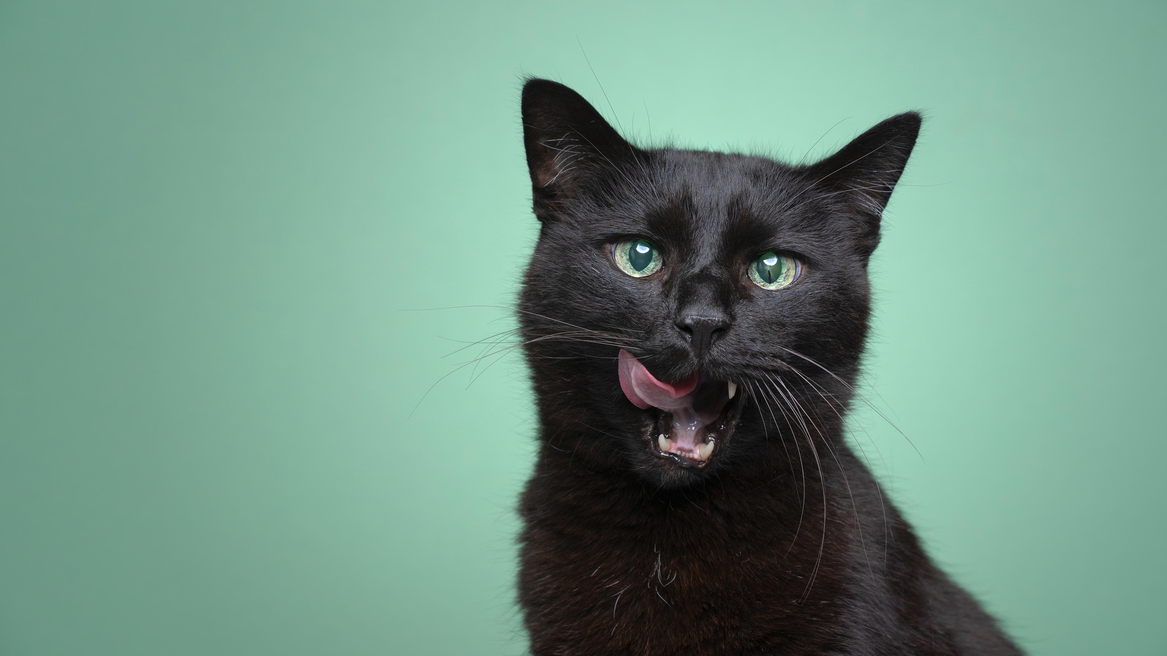 A black cat licking its lips after eating