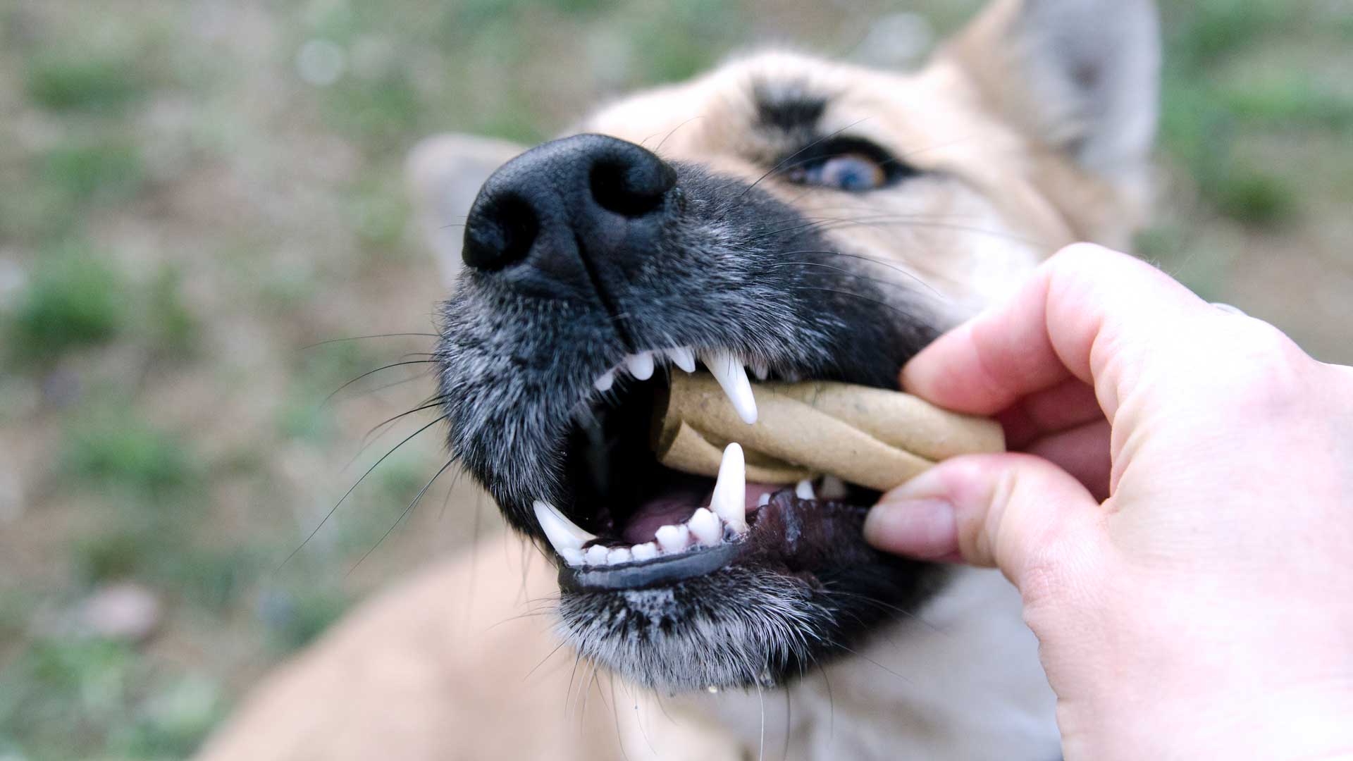 How to choose the right bone for your dog