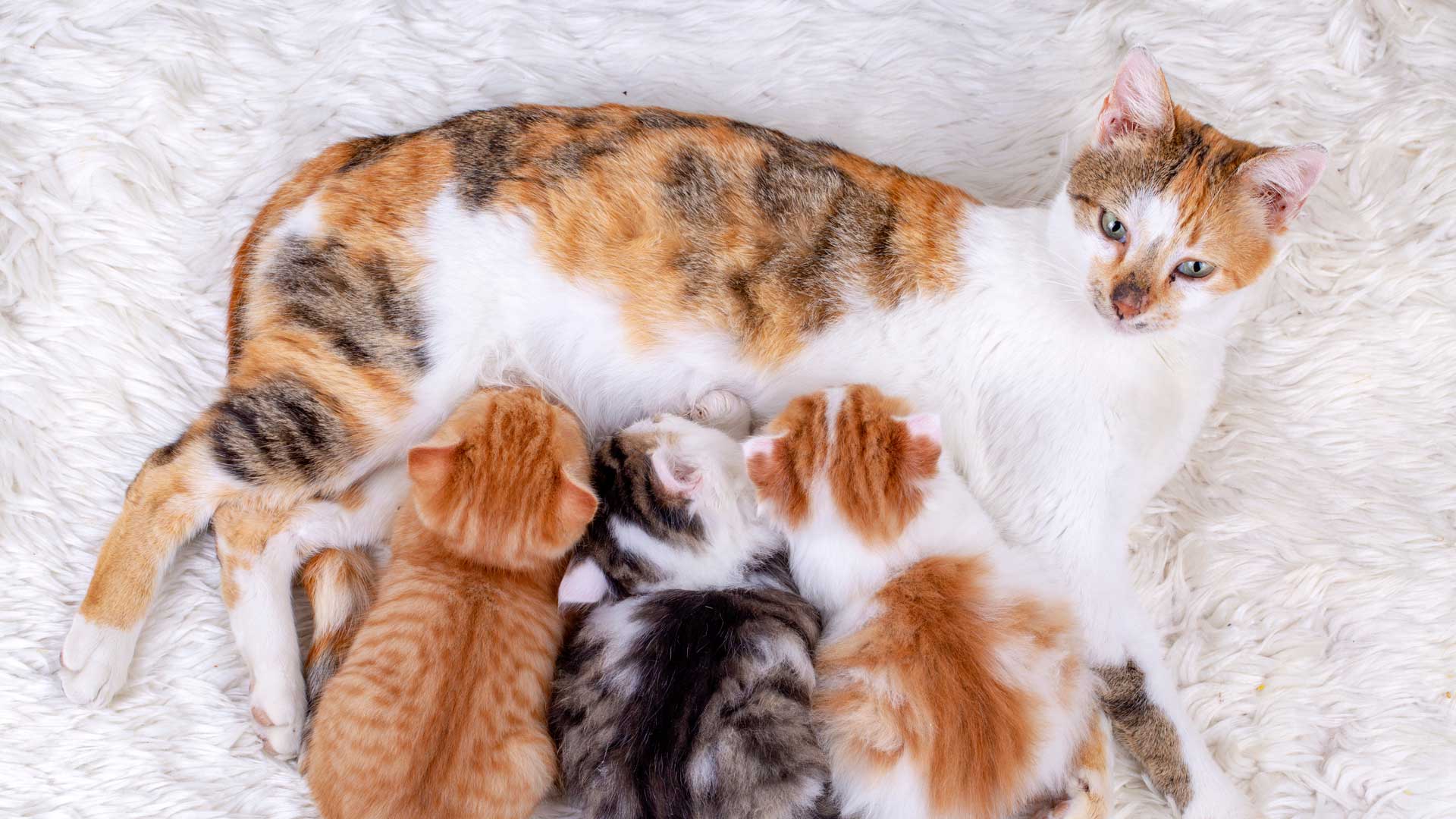 How to care for pregnant dog or cat