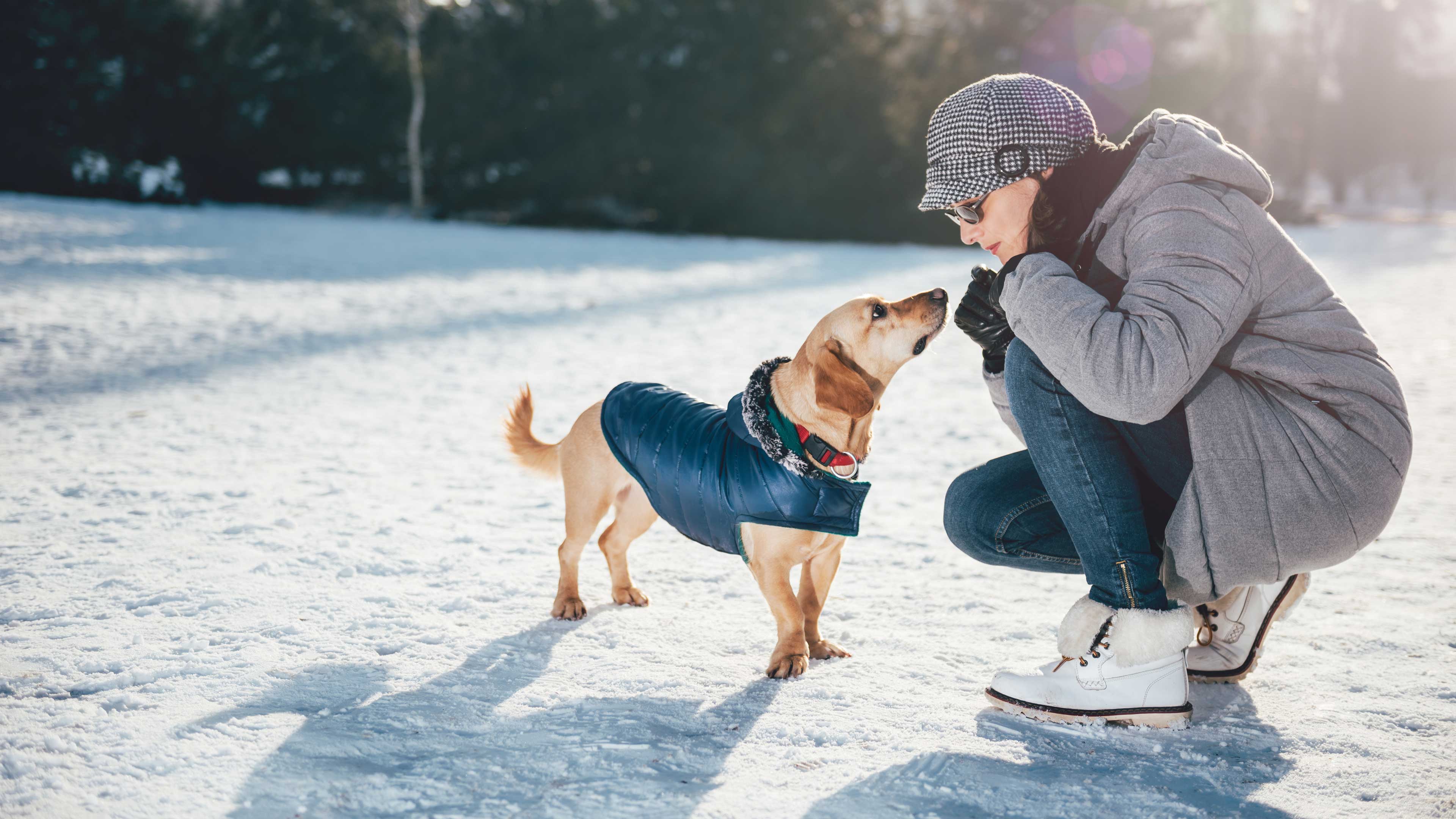 Winter pet safety tips