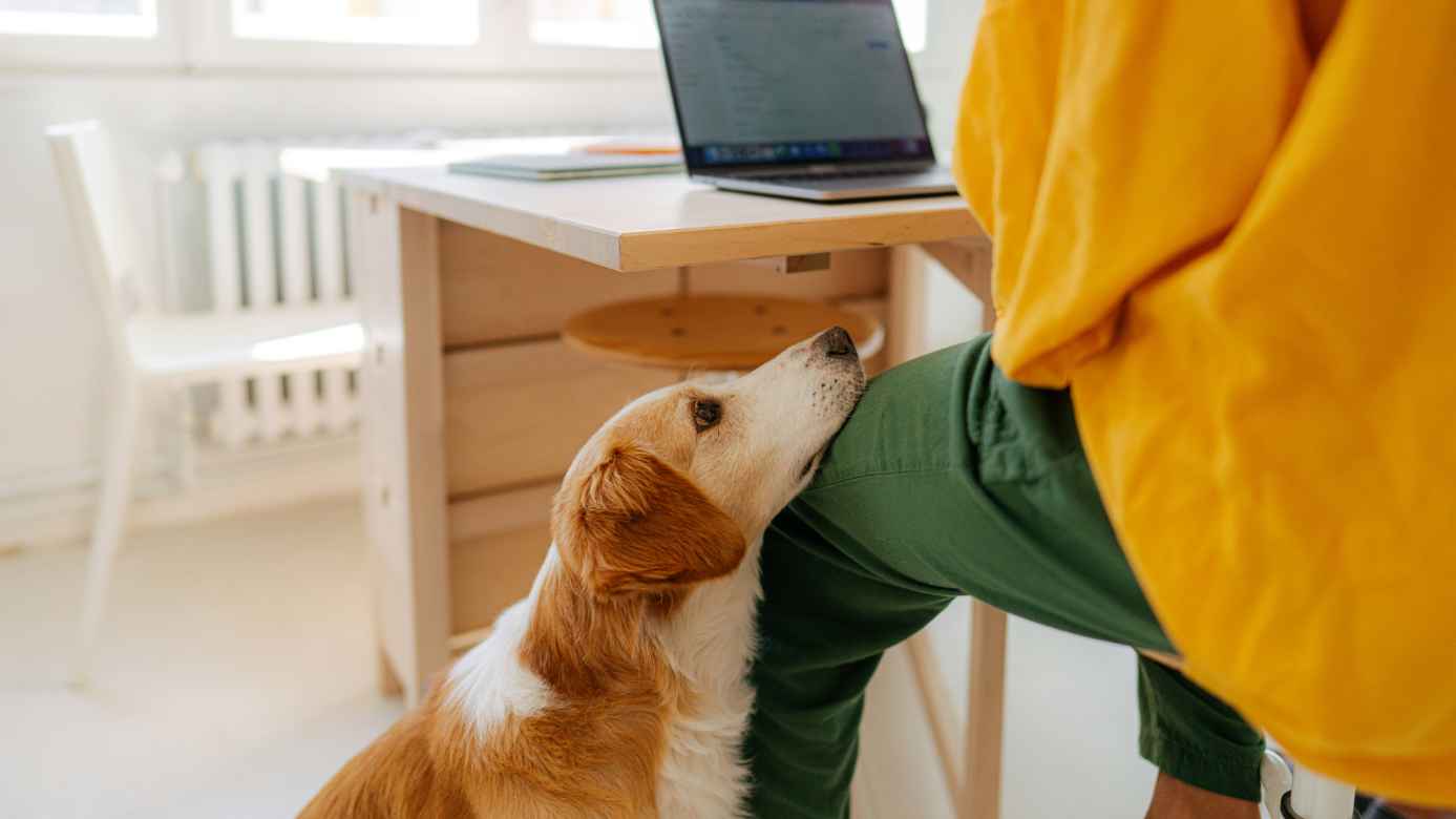 Banfield Pet Hospital tips for keeping pet active
