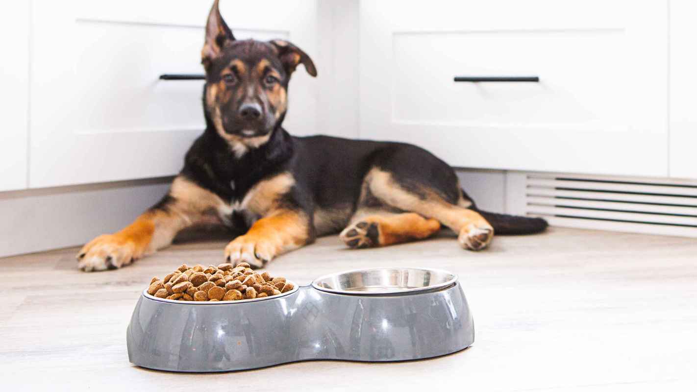 A black and brown dog laying next to its food and water