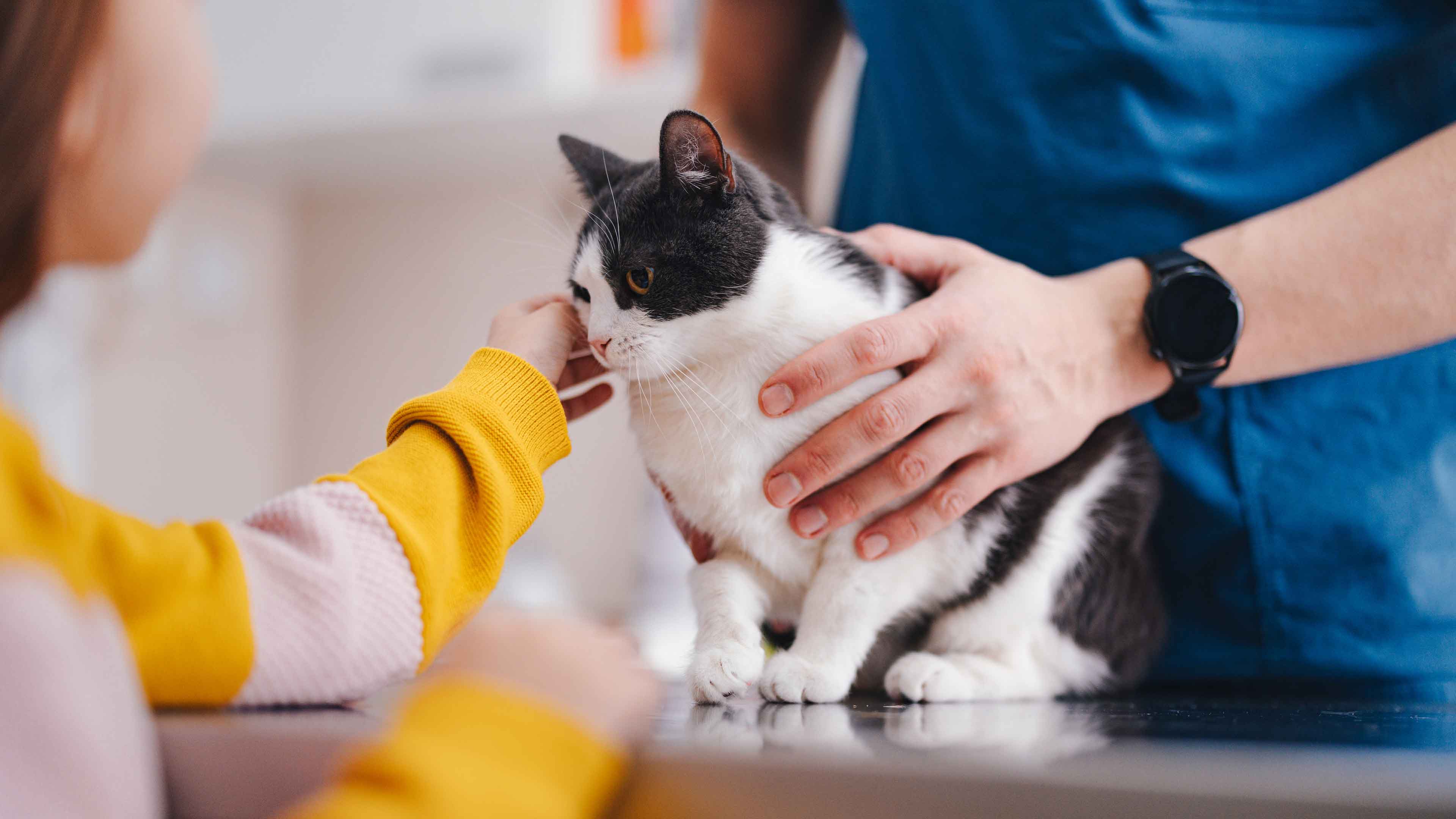 A black and white kitten being petted by a child