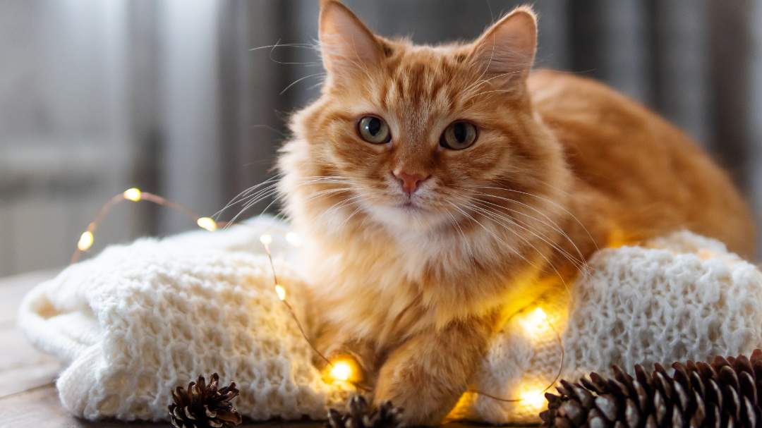 A fluffy orange Tabby cat laying on a pillow next to string lights