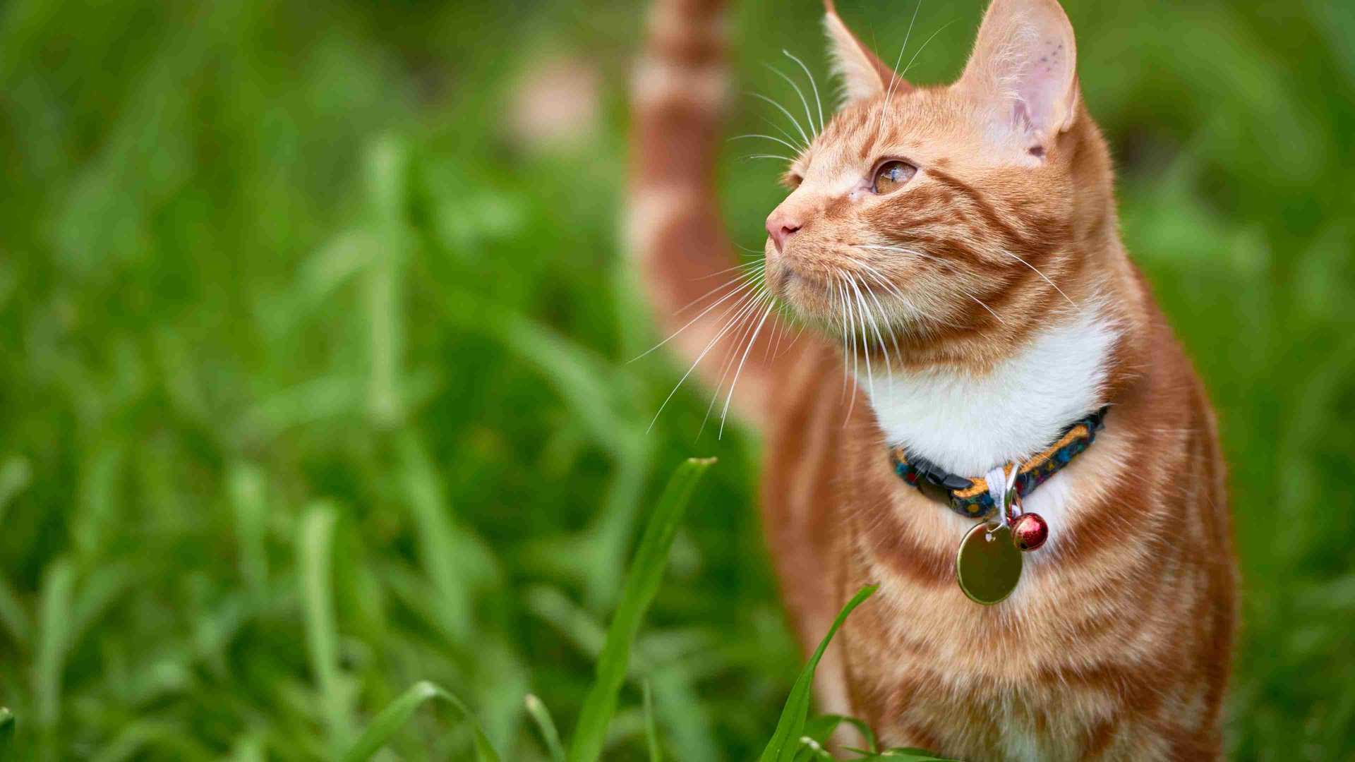 A cat walking in a field of grass