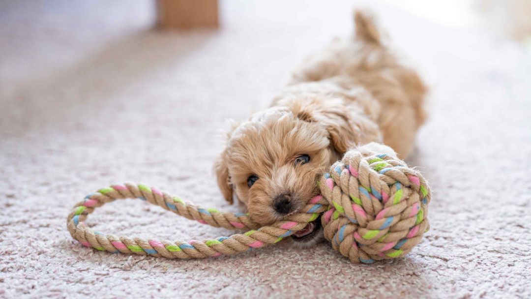 A puppy playing with a spool of toy yarn