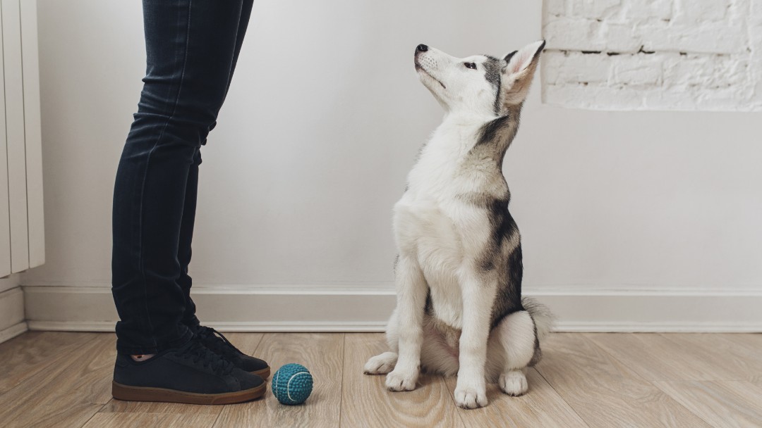 A Husky puppy playing with its owner