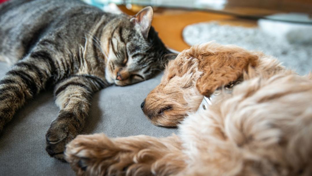 A Tabby and a Labrador laying next to each other