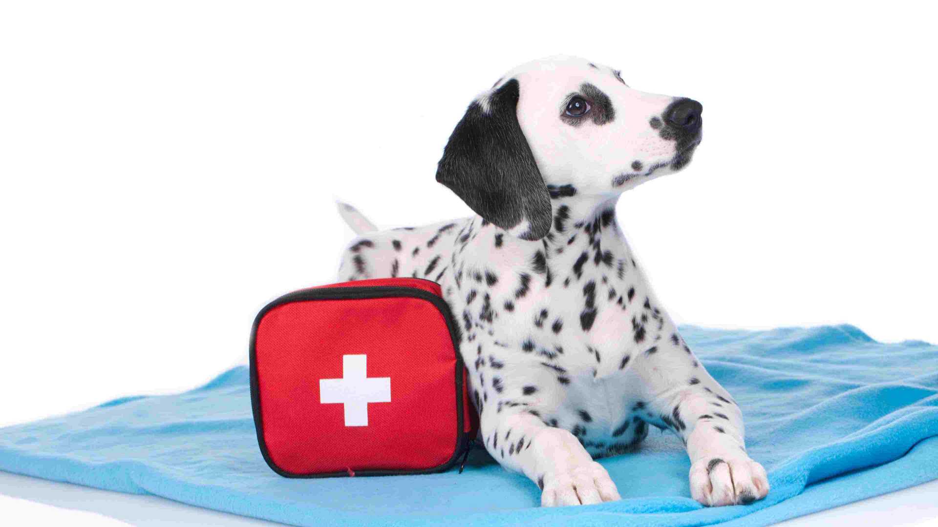 A Dalmatian laying down next to a first aid kit