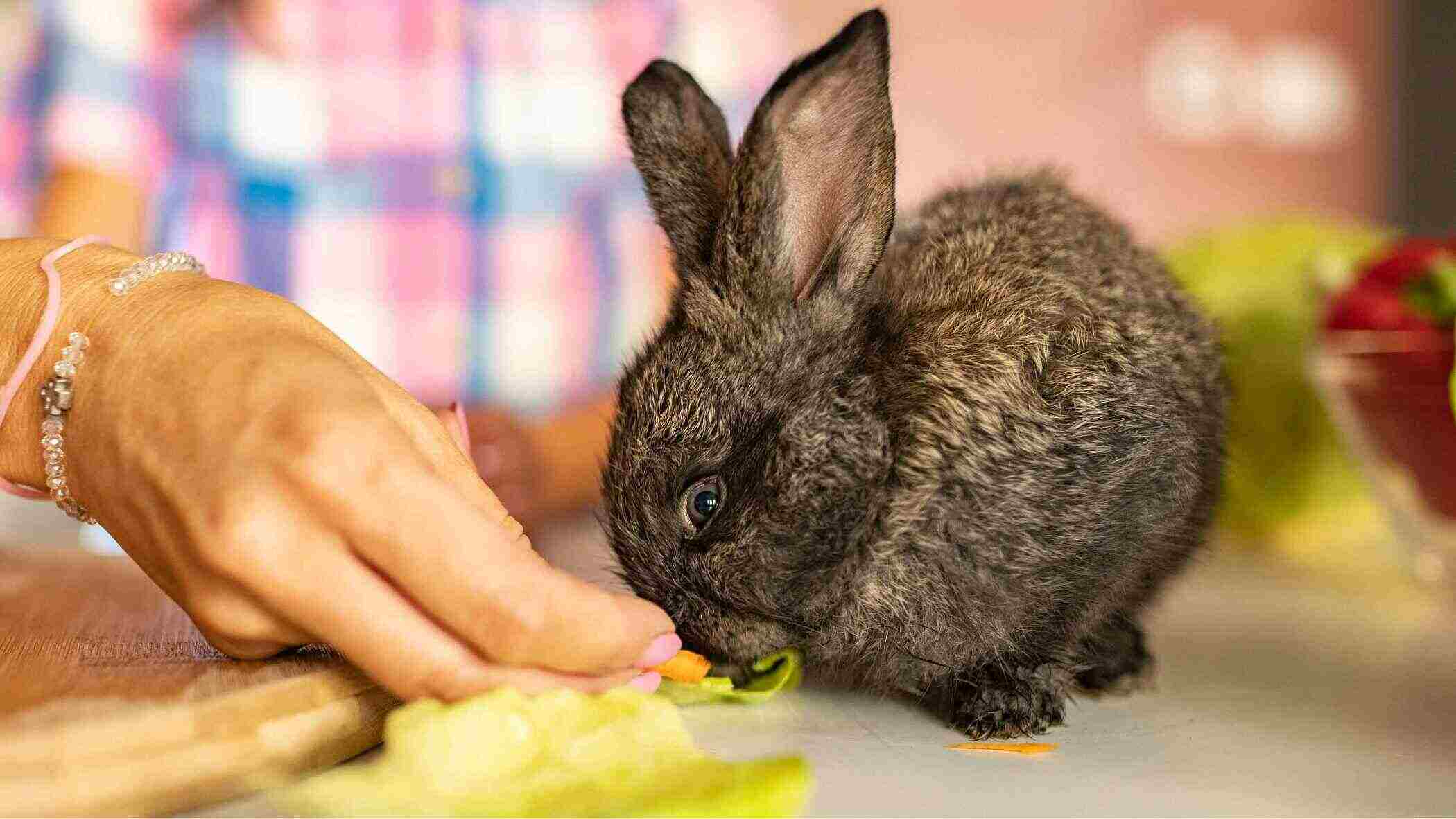 A black rabbit being fed lettuce