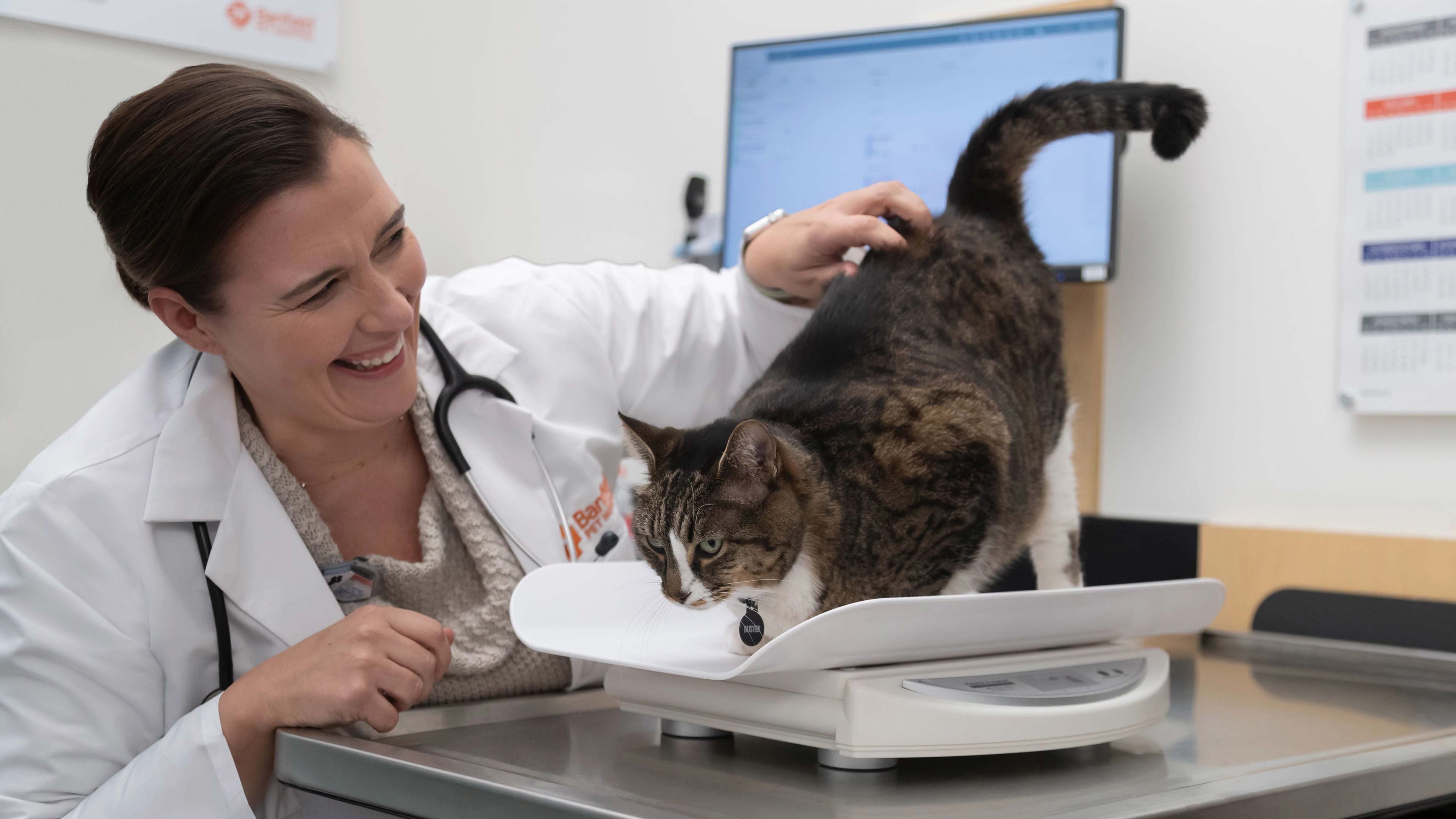 Heidi Cooley, DVM, taking a cat's weight on a scale