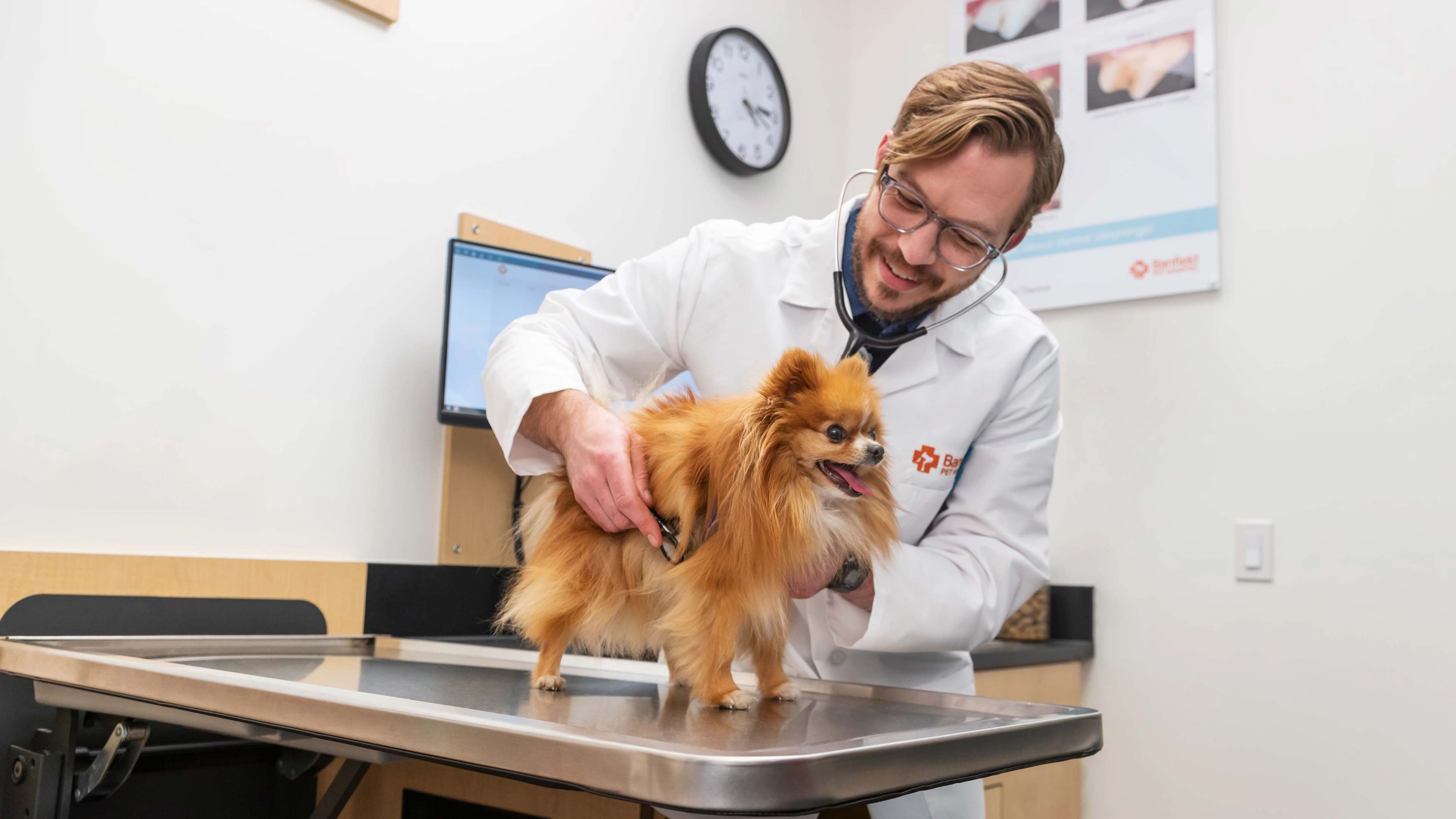 A Pomeranian being examined by a Banfield vet
