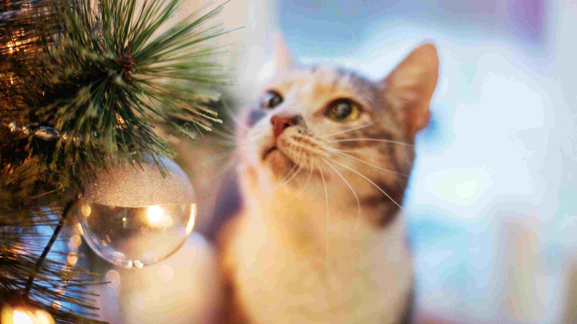 A cat admiring a Christmas light and ornament