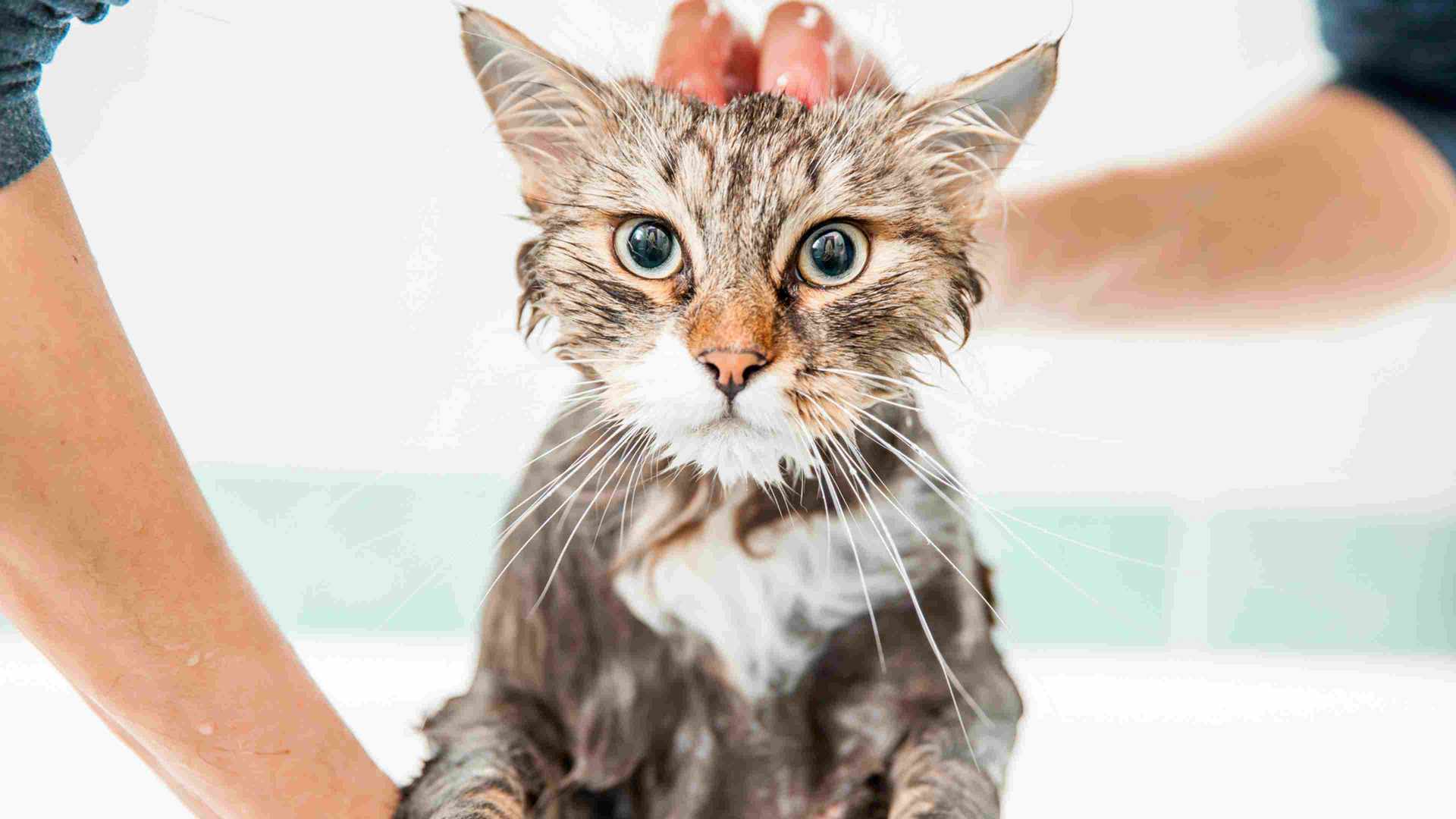 A gray and white cat getting a bath