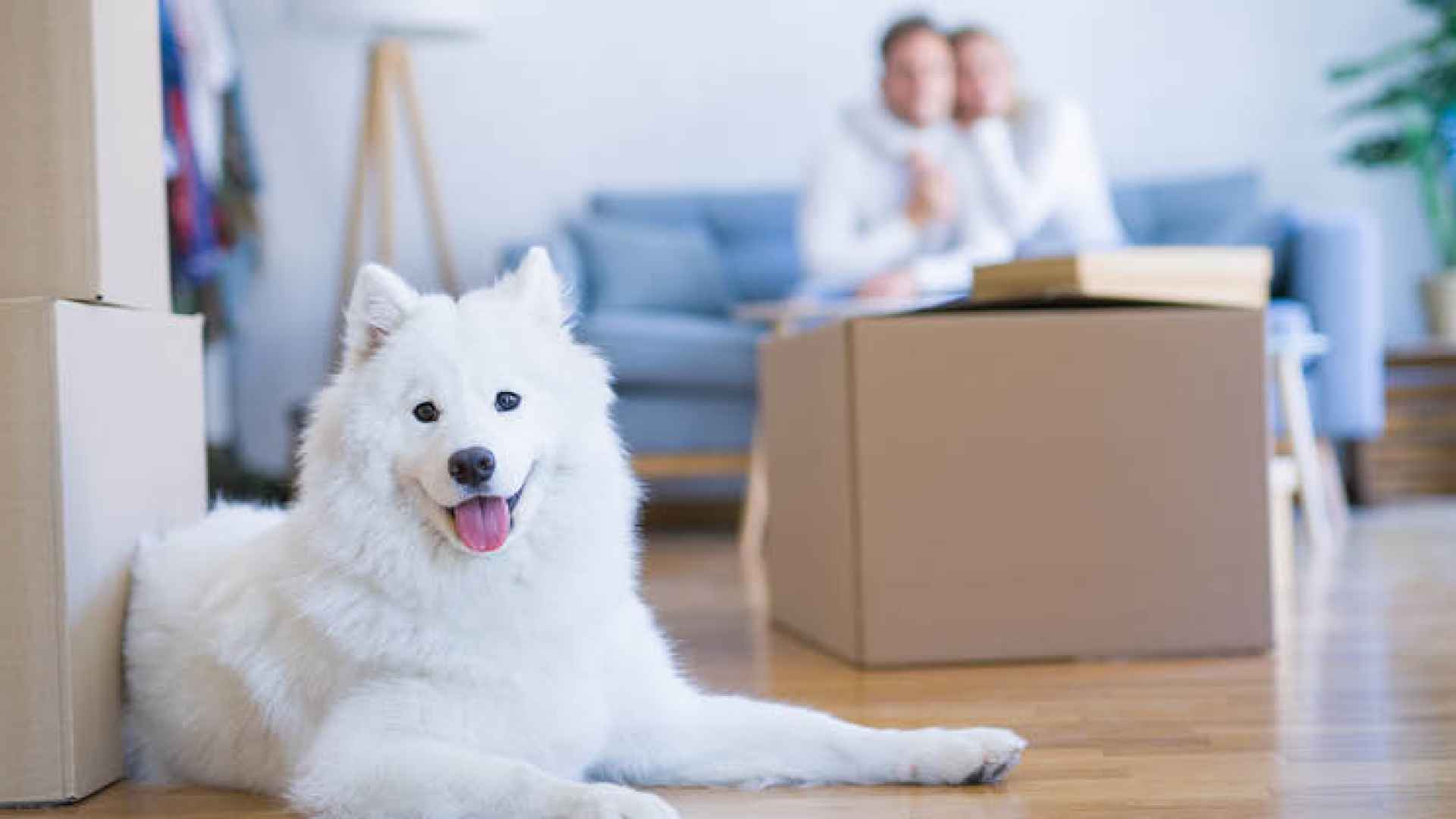 A smiling white Samoyed sitting on the ground