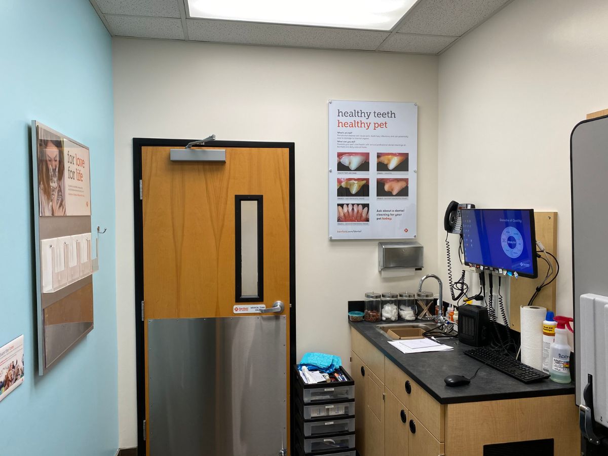 A view of the Manchester Banfield exam room and folding table