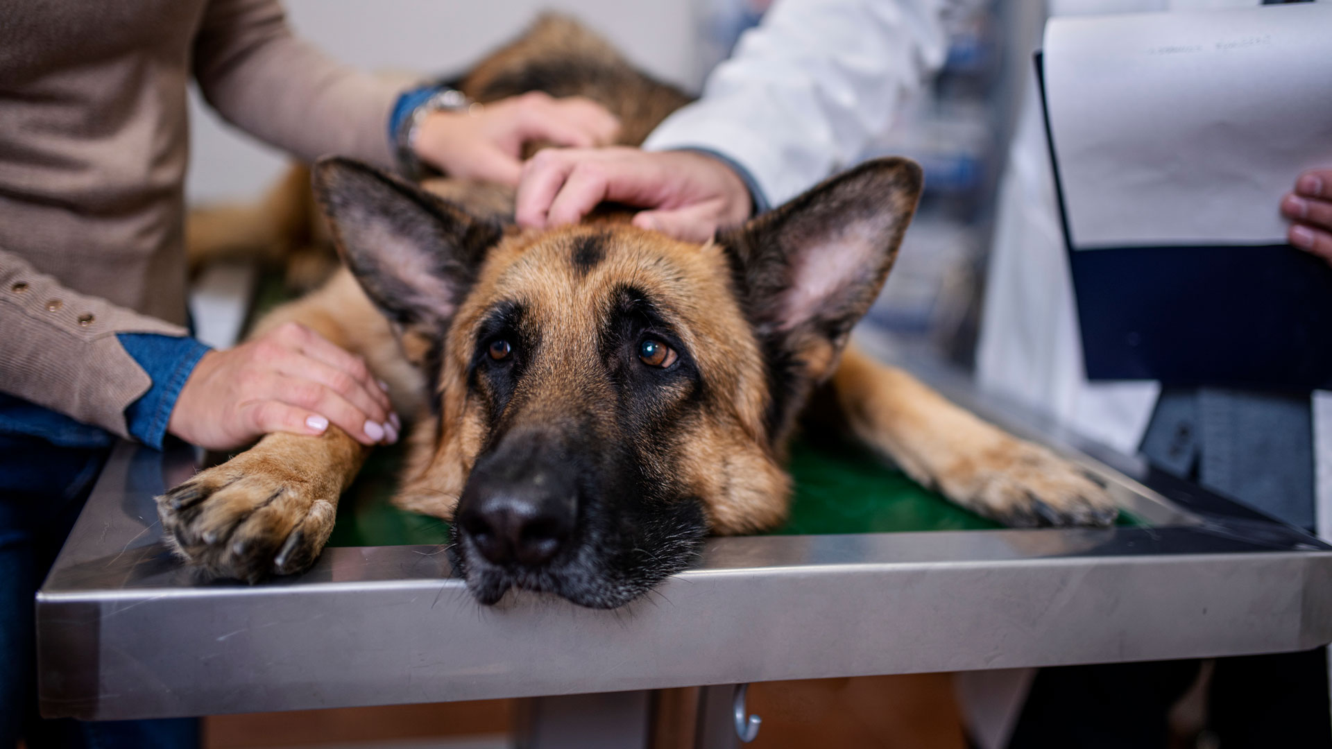 A German Shepherd laying on a veterinarian's exam table