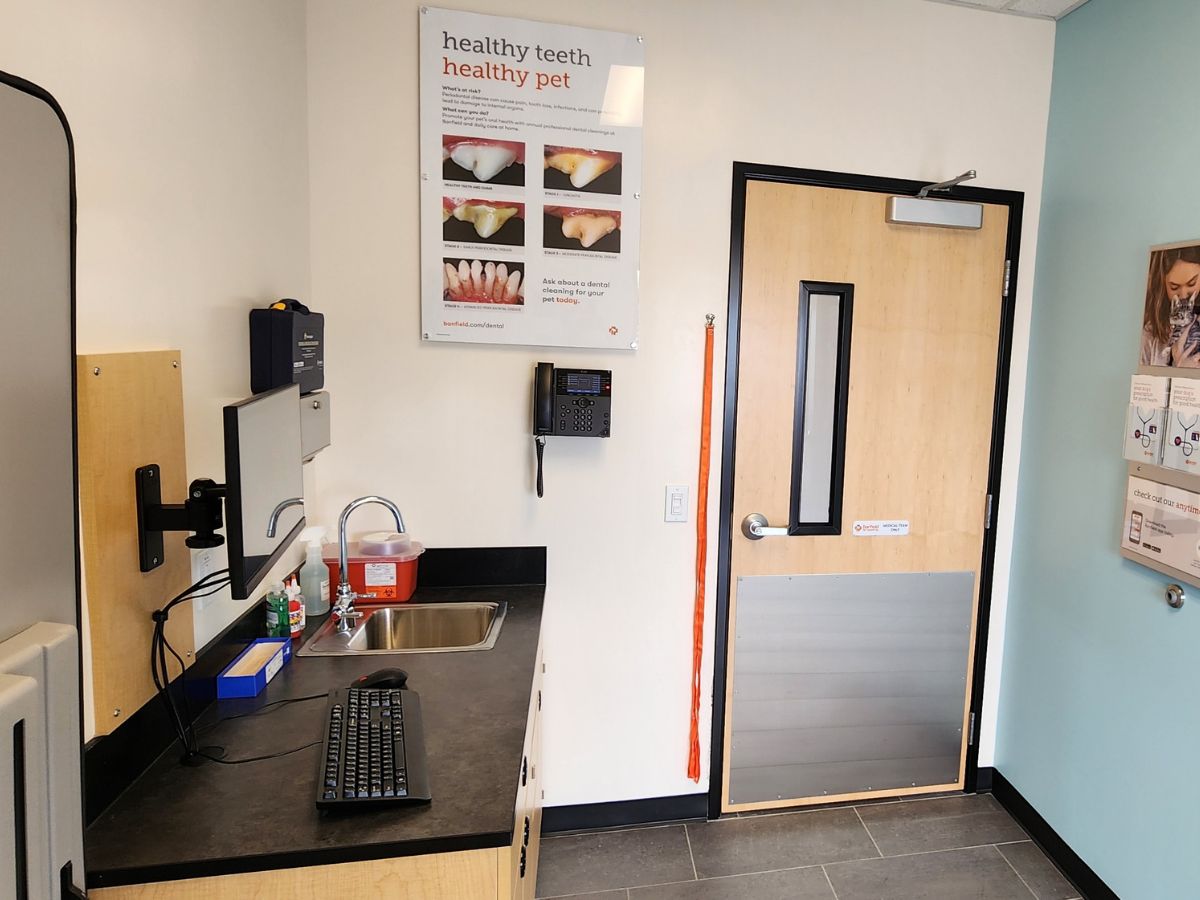 A view of the Banfield - Farmingdale Seven Daughters exam room and folding table