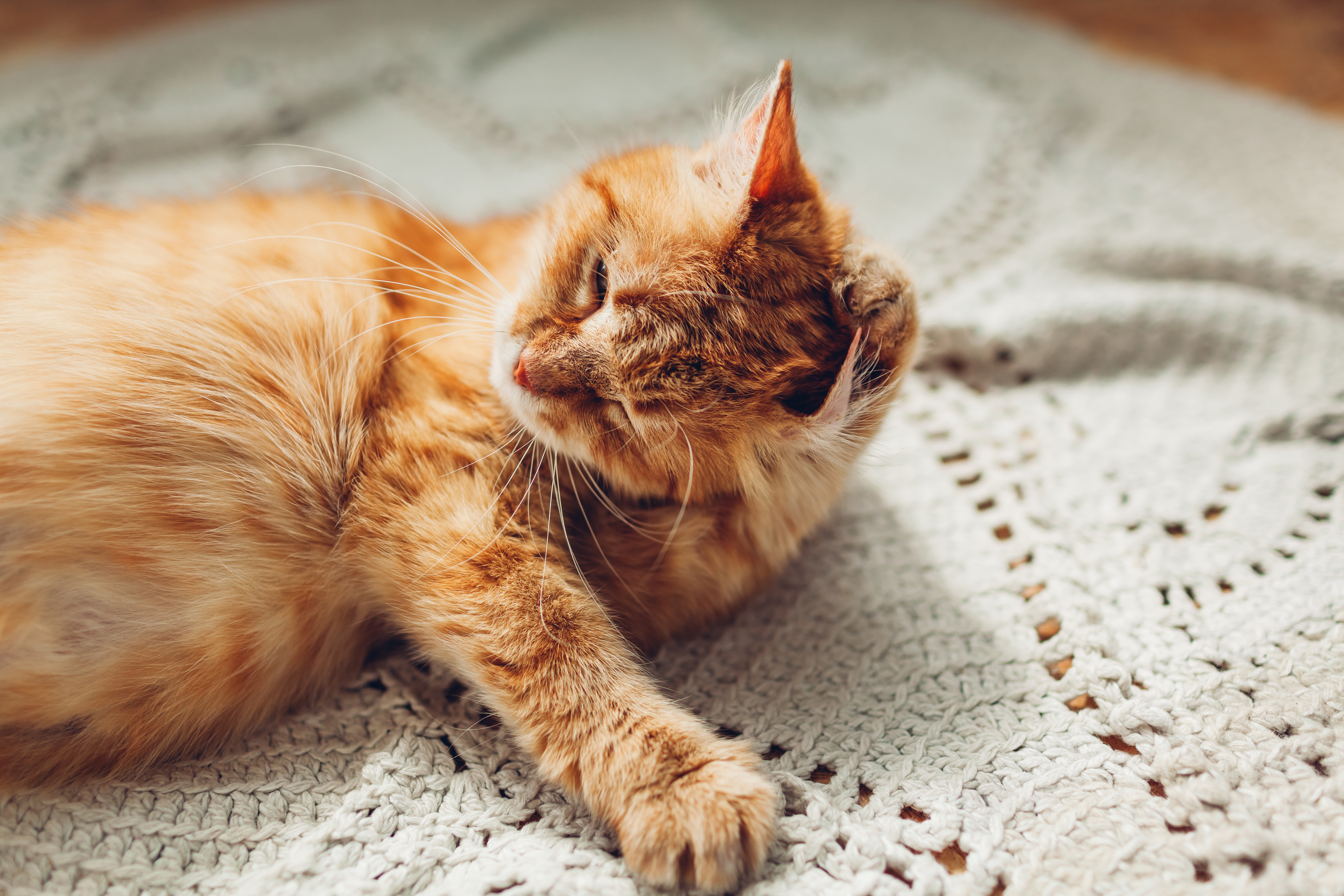 A fluffy orange cat cleaning its ear