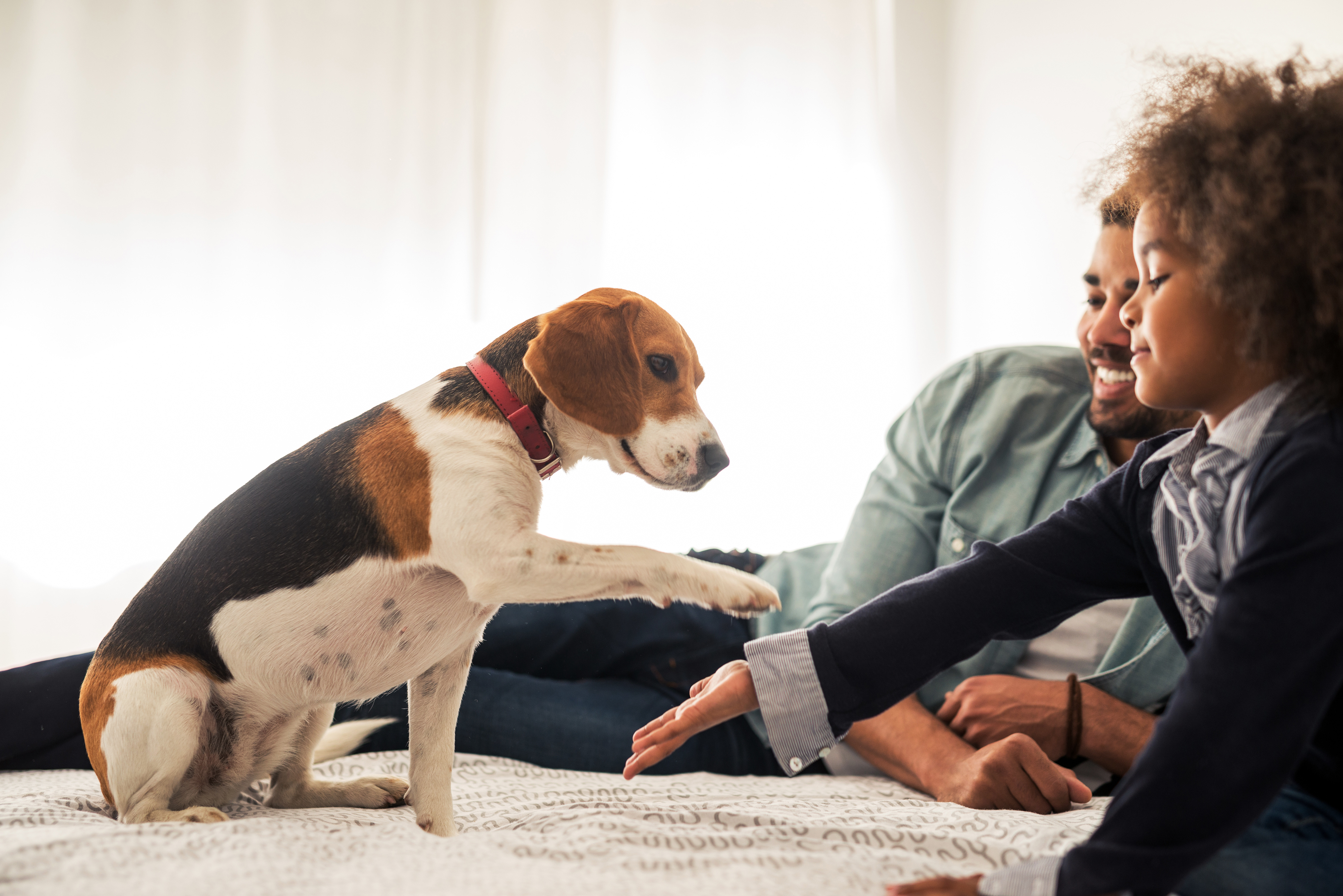 A father and daughter sit in bed with their beagle 
