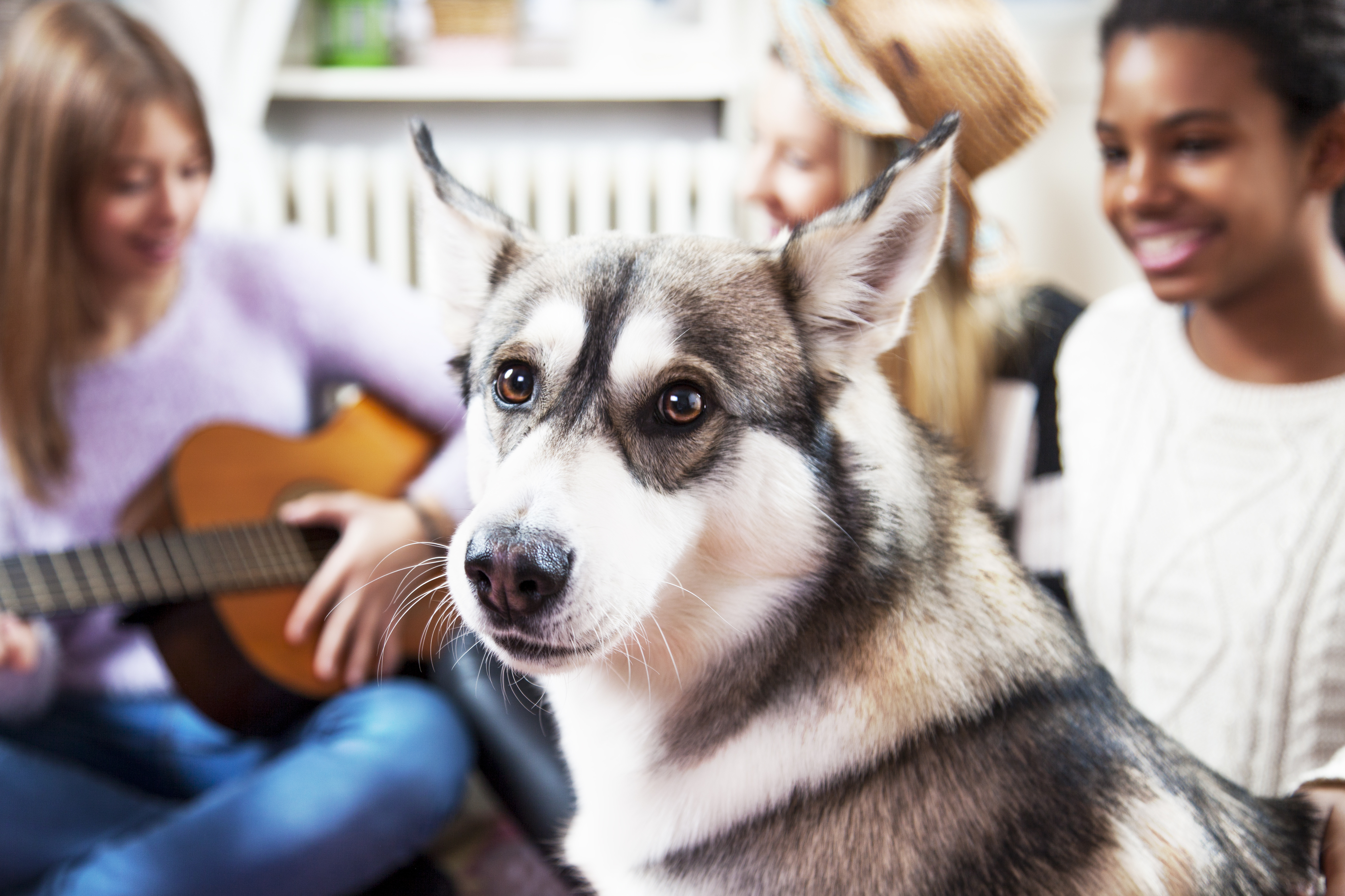 A group of teens relax and play guitar with their pet dog