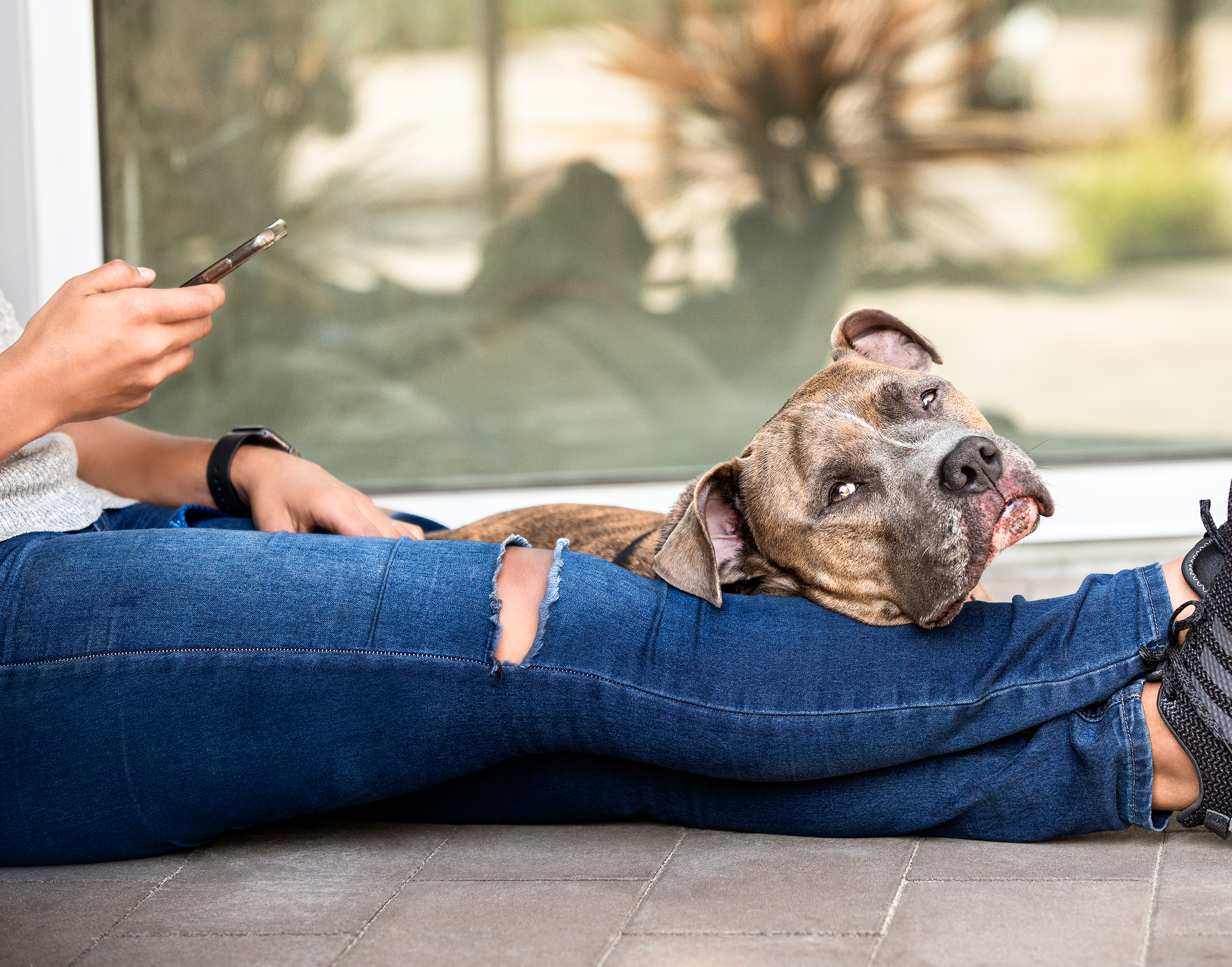 A Pit Bull relaxes as his owner texts on her mobile phone.
