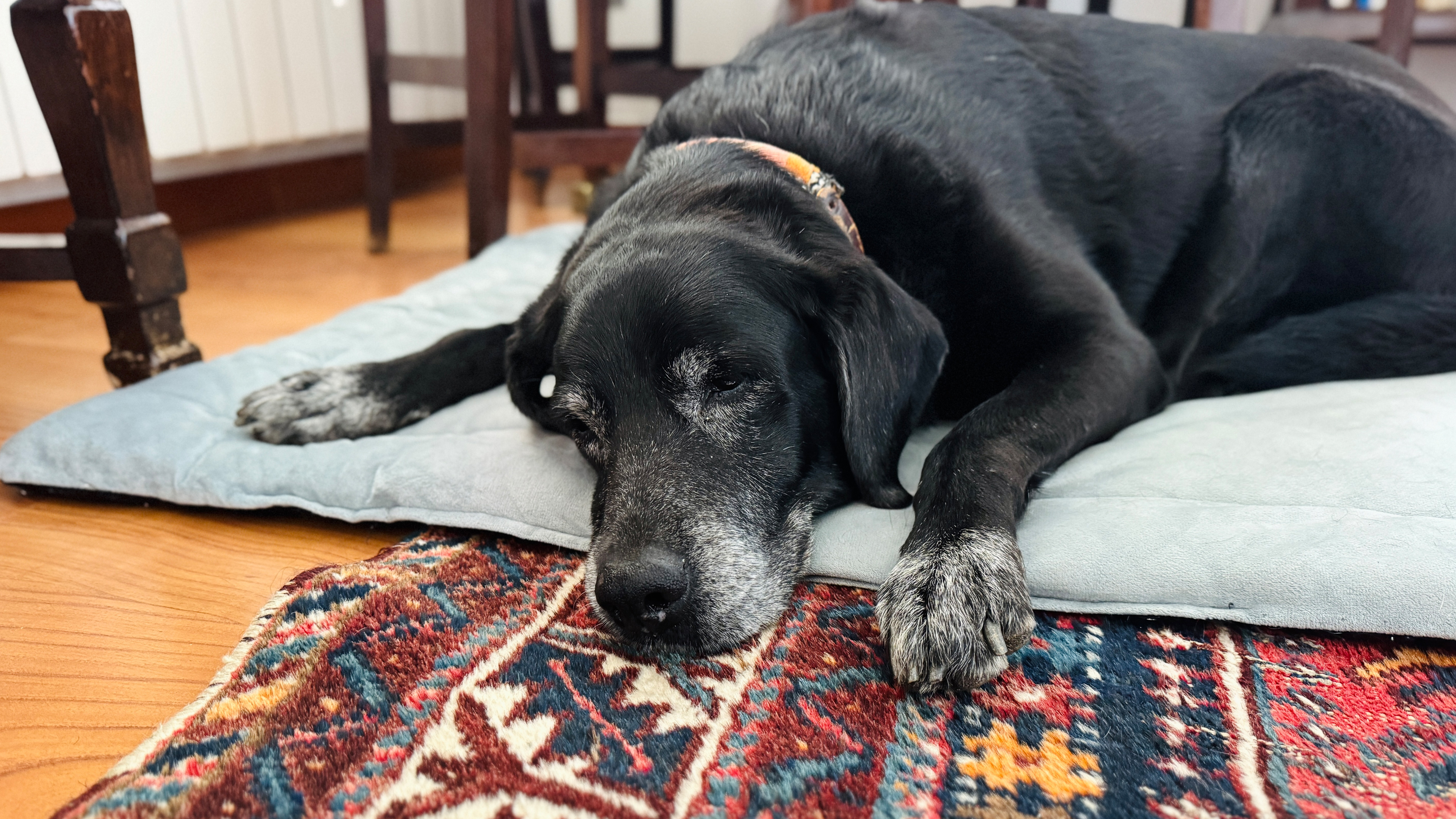 A senior Black Labrador laying on a blanket on the ground