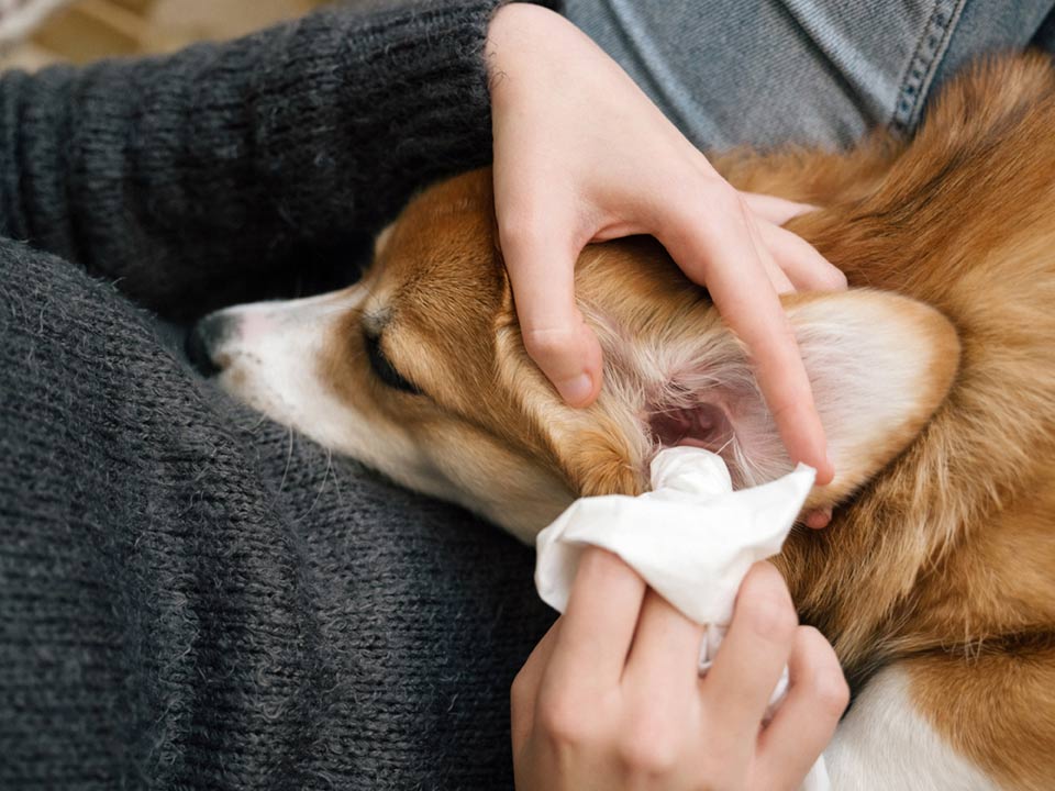 A woman cleaning her dog's ears.