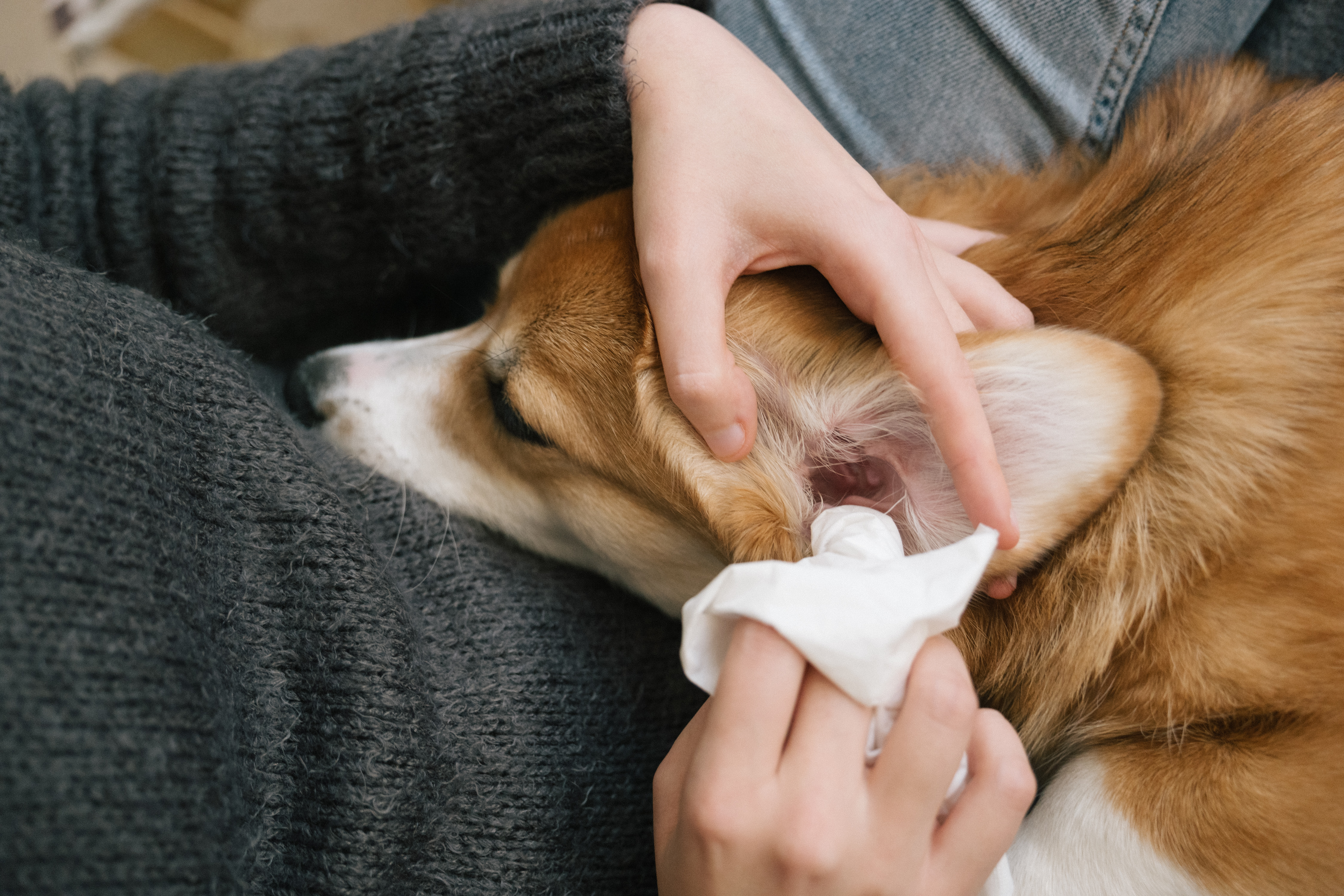 A woman cleaning her dog's ears
