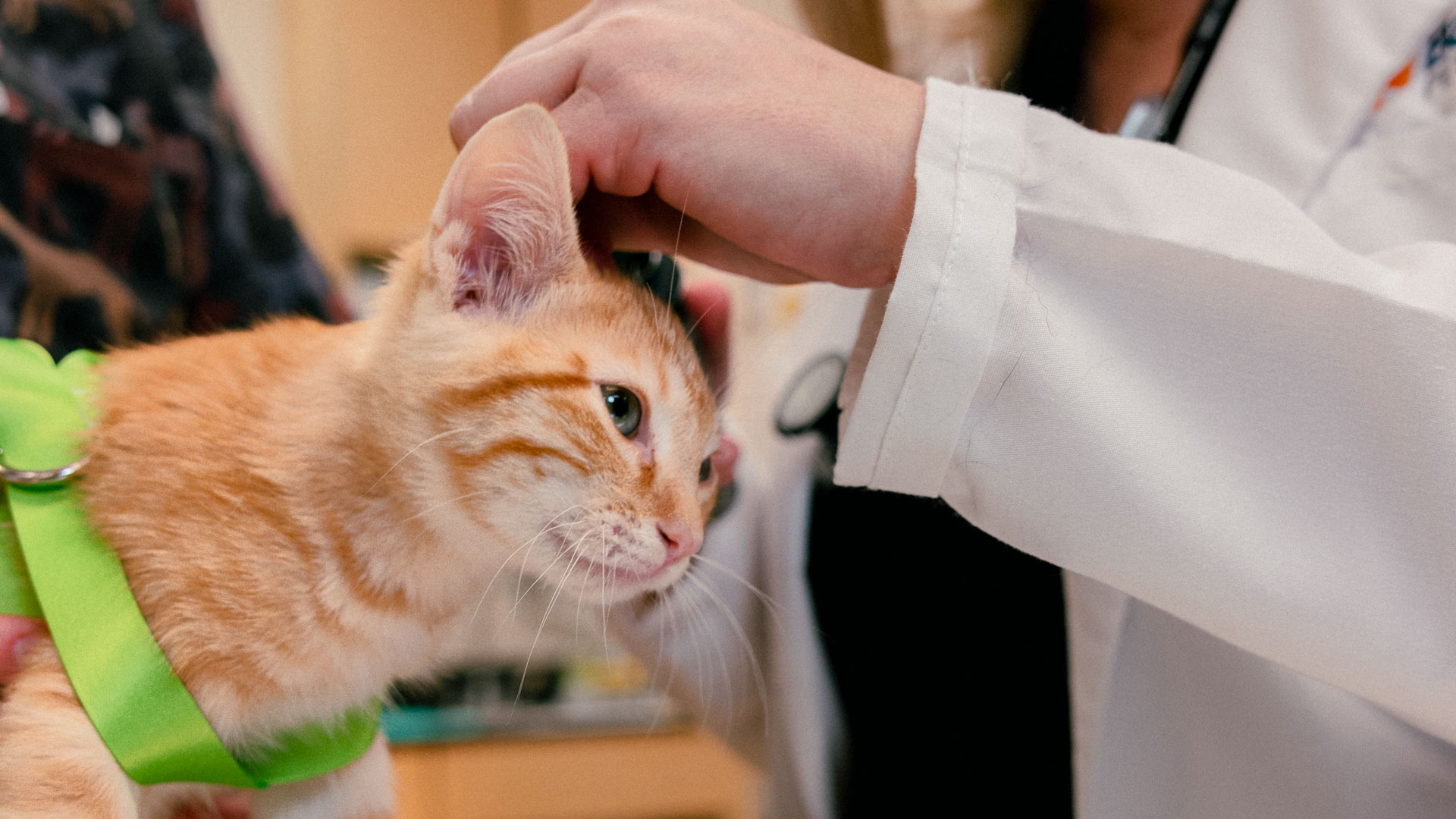 An orange kitten getting its ear examined by a veterinary professional 