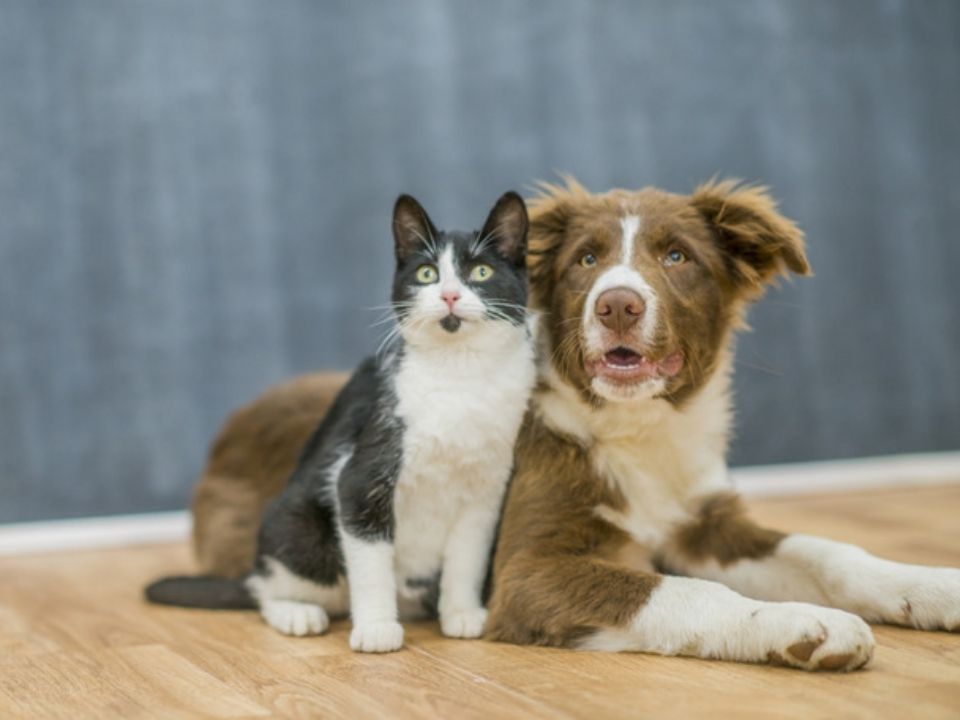 A black and white cat and brown dog sitting on the floor together