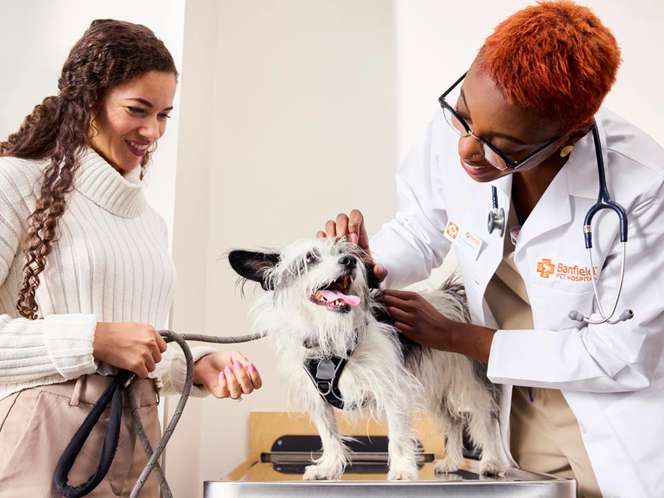 Kiera Kienle, DVM examines a small dog as the owner looks on
