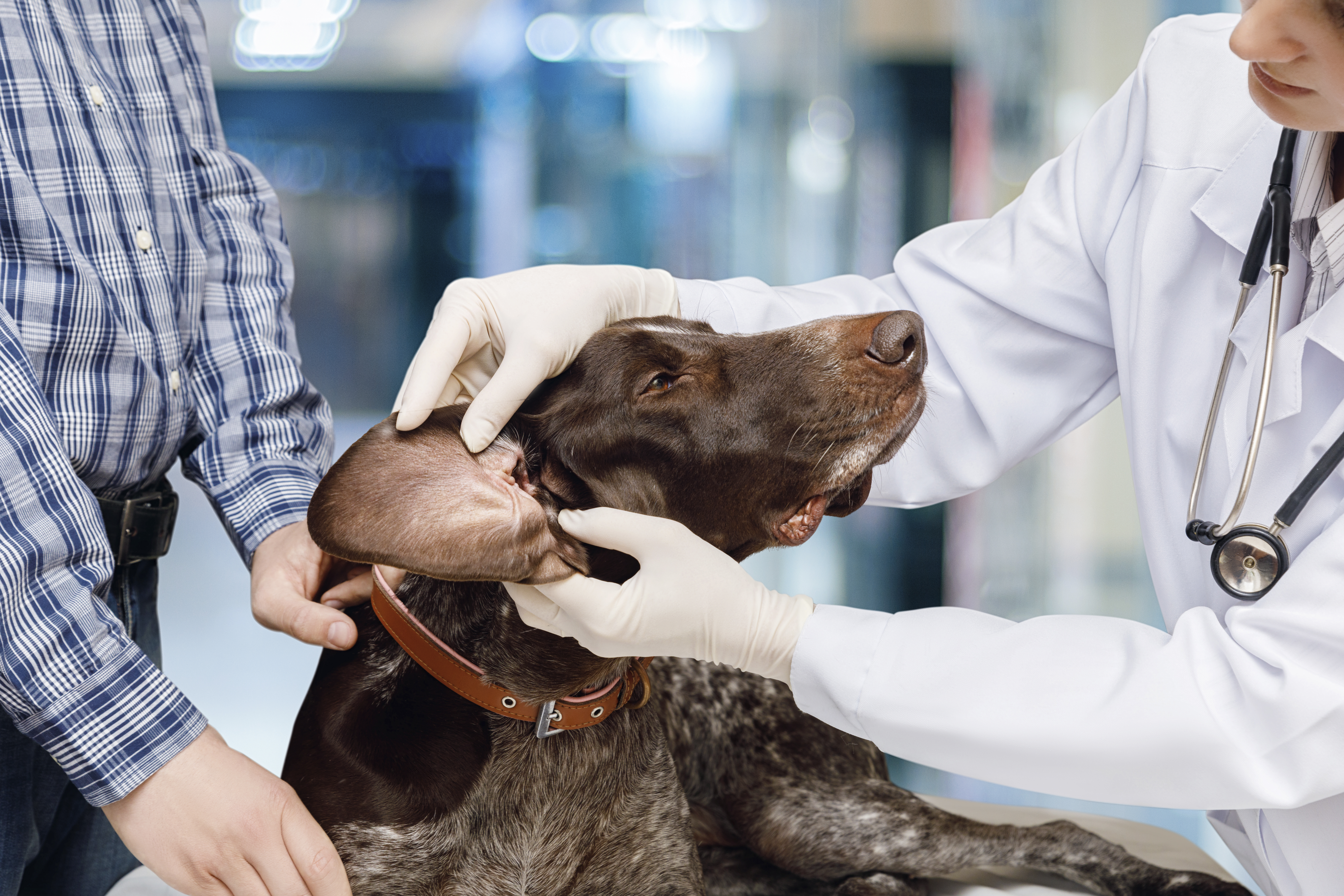 A veterinarian examines a dog's ears