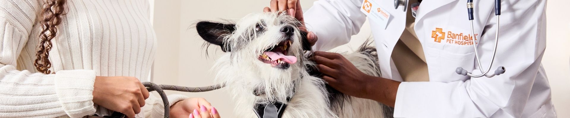A Banfield veterinary professional examines a small black and white dog's ear while the dog's owner observes