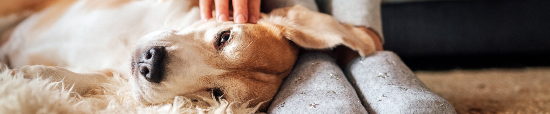A dog gets scratches while lying at its owner's feet