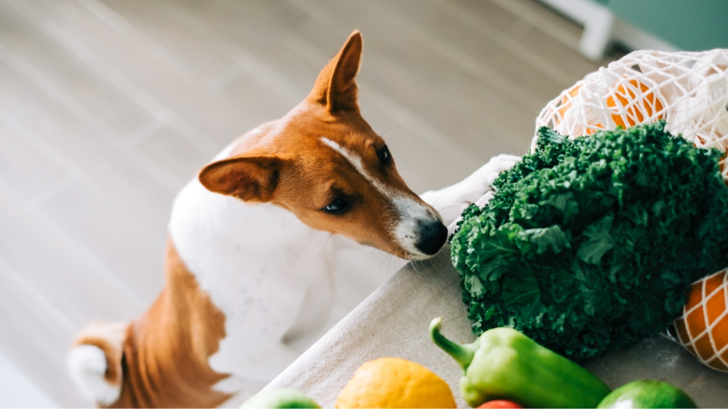A Basenji dog puppy climbs on the table with fresh vegetables at home in the kitchen