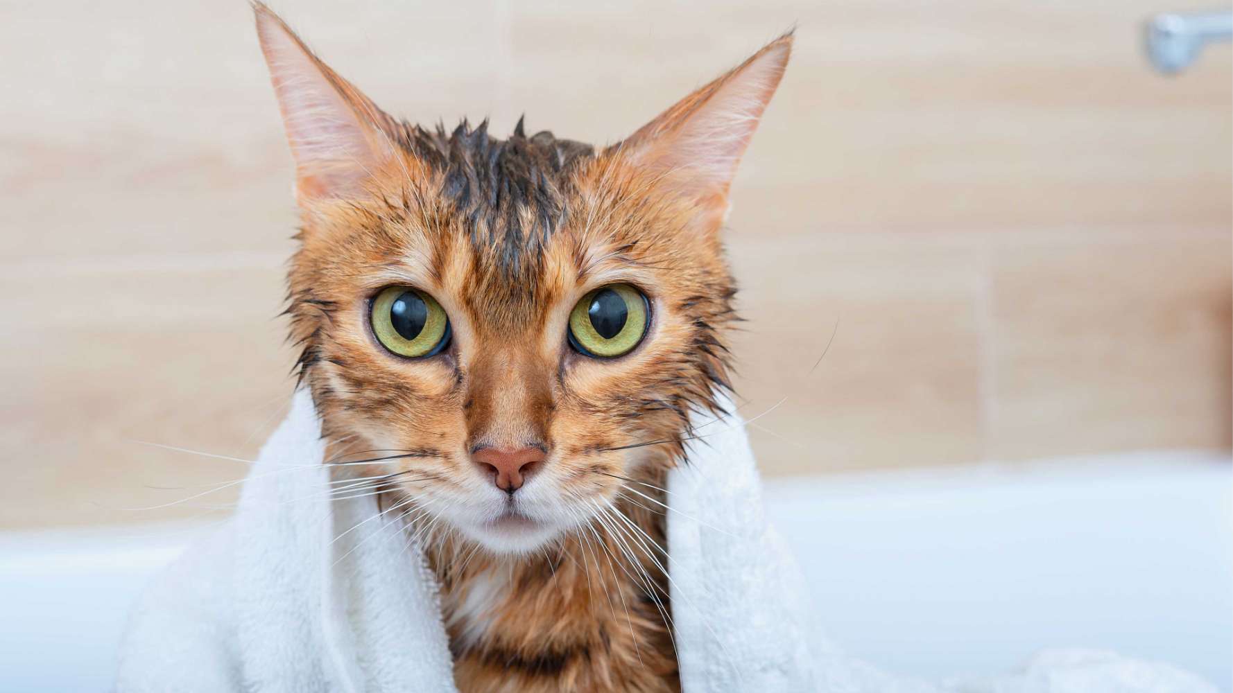 cat post bath