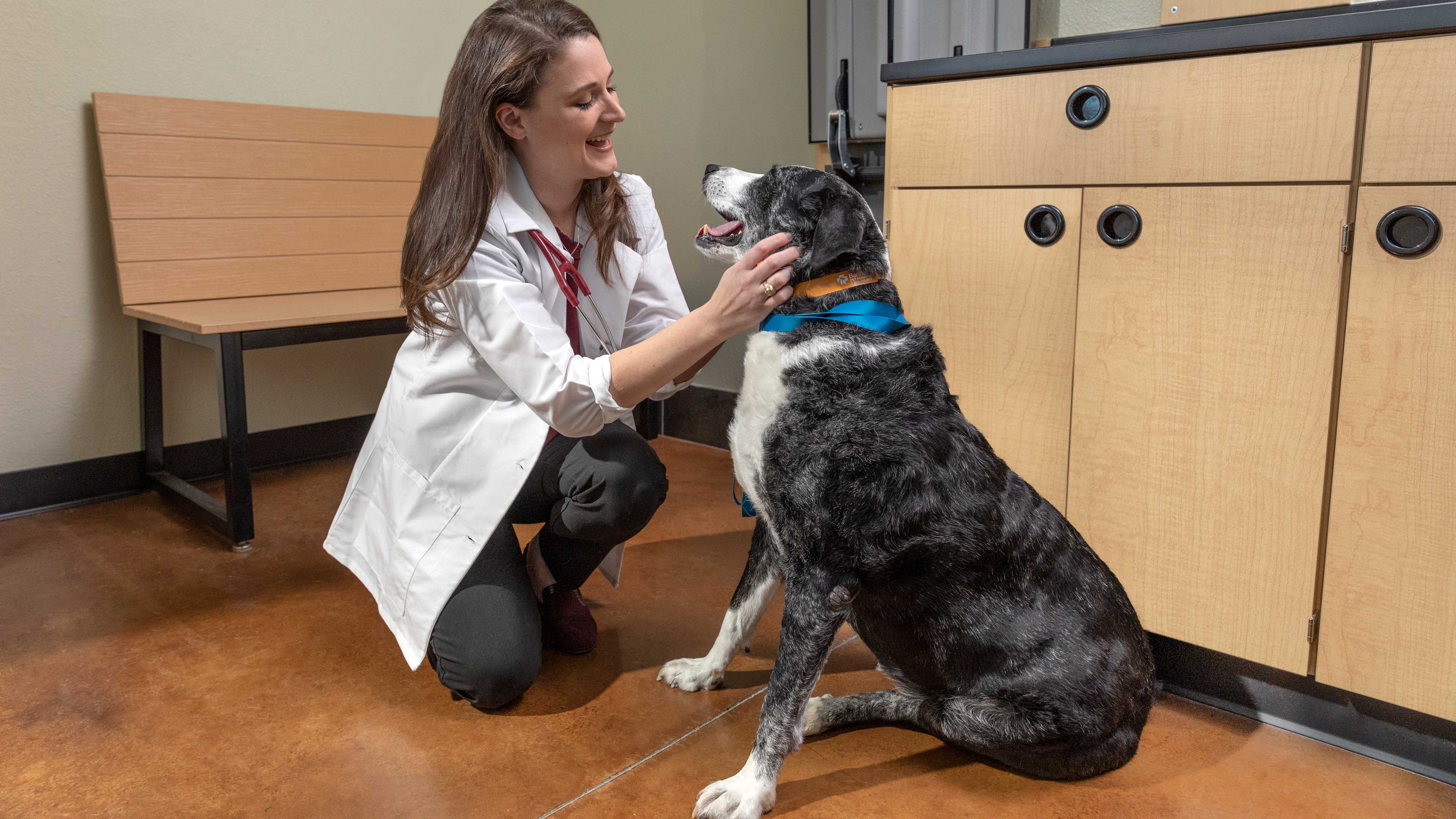 Preventive care for your adult dog or cat
