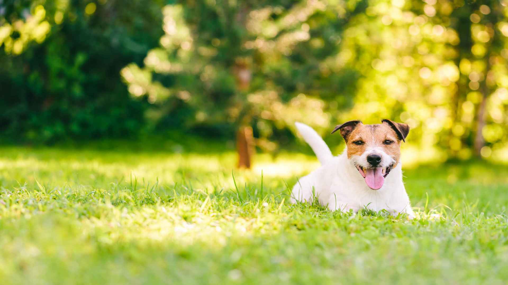 How To Keep Backyard Clean With Dogs