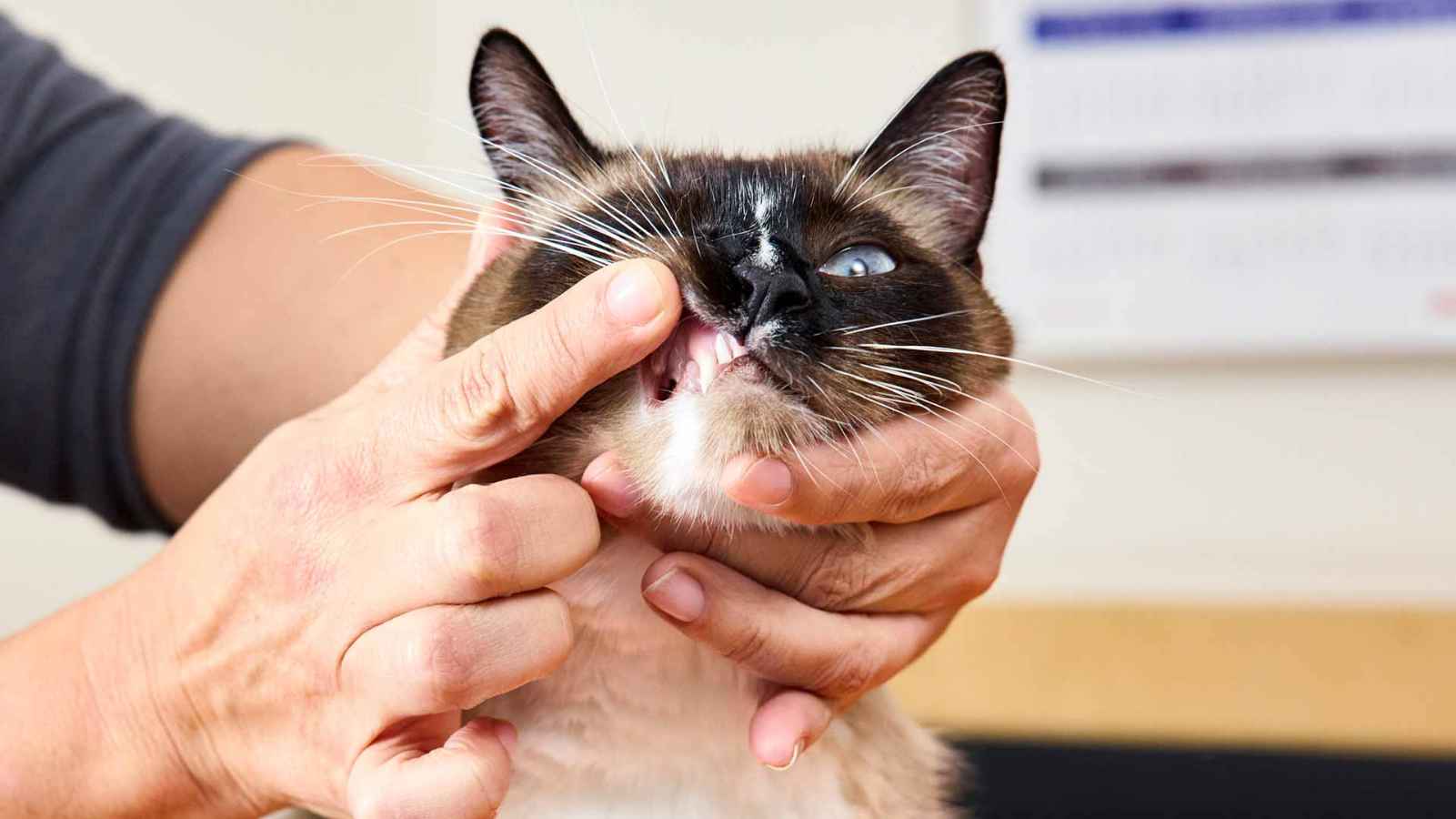 Why dogs and cats need dental care early on Banfield®