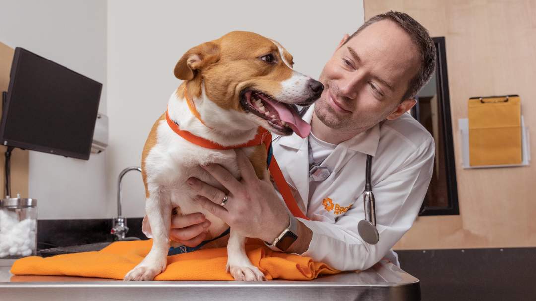 Veterinarian holding a small dog.