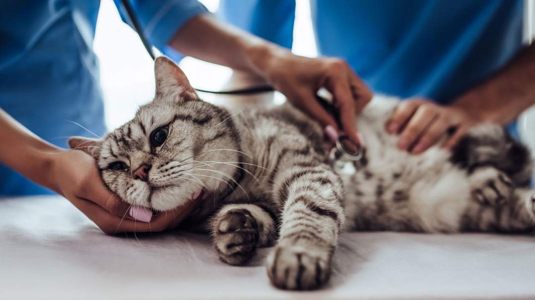 Cat lying on table at veterinary hospital 