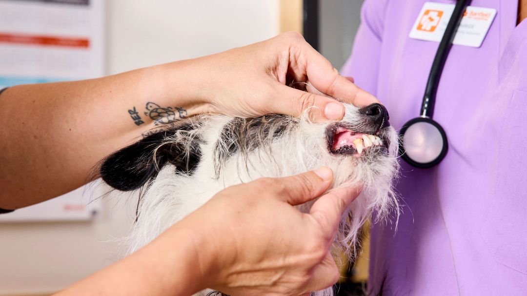 National Pet Dental Health Month Banfield Pet Hospital®