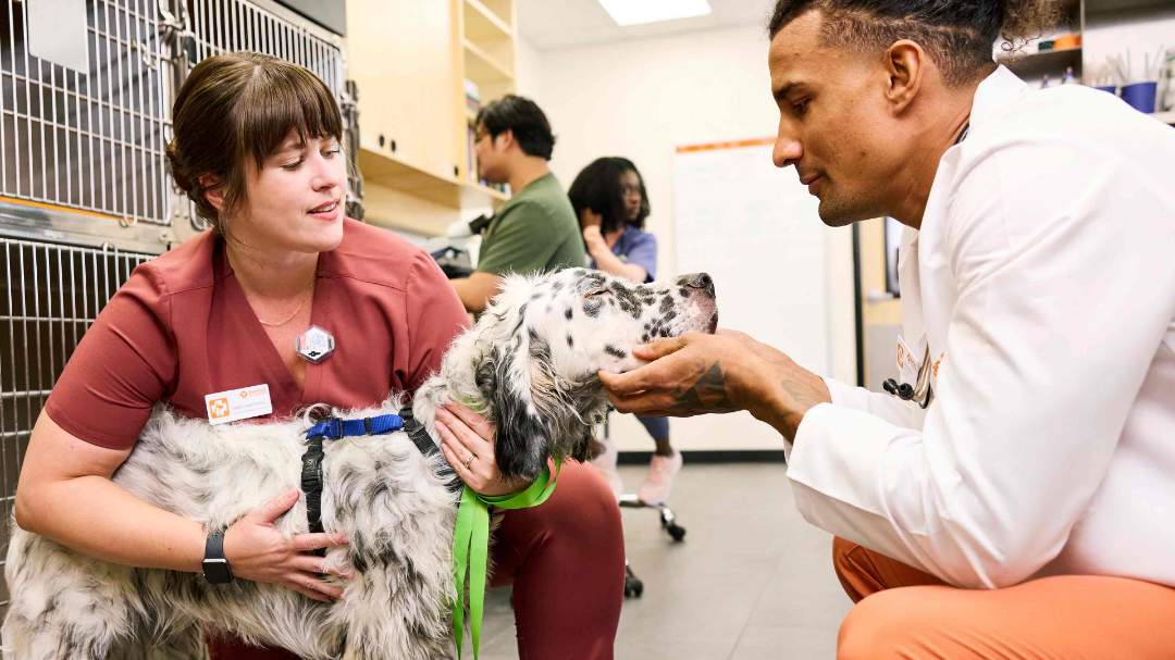 How Much Does Banfield Charge To Neuter A Dog