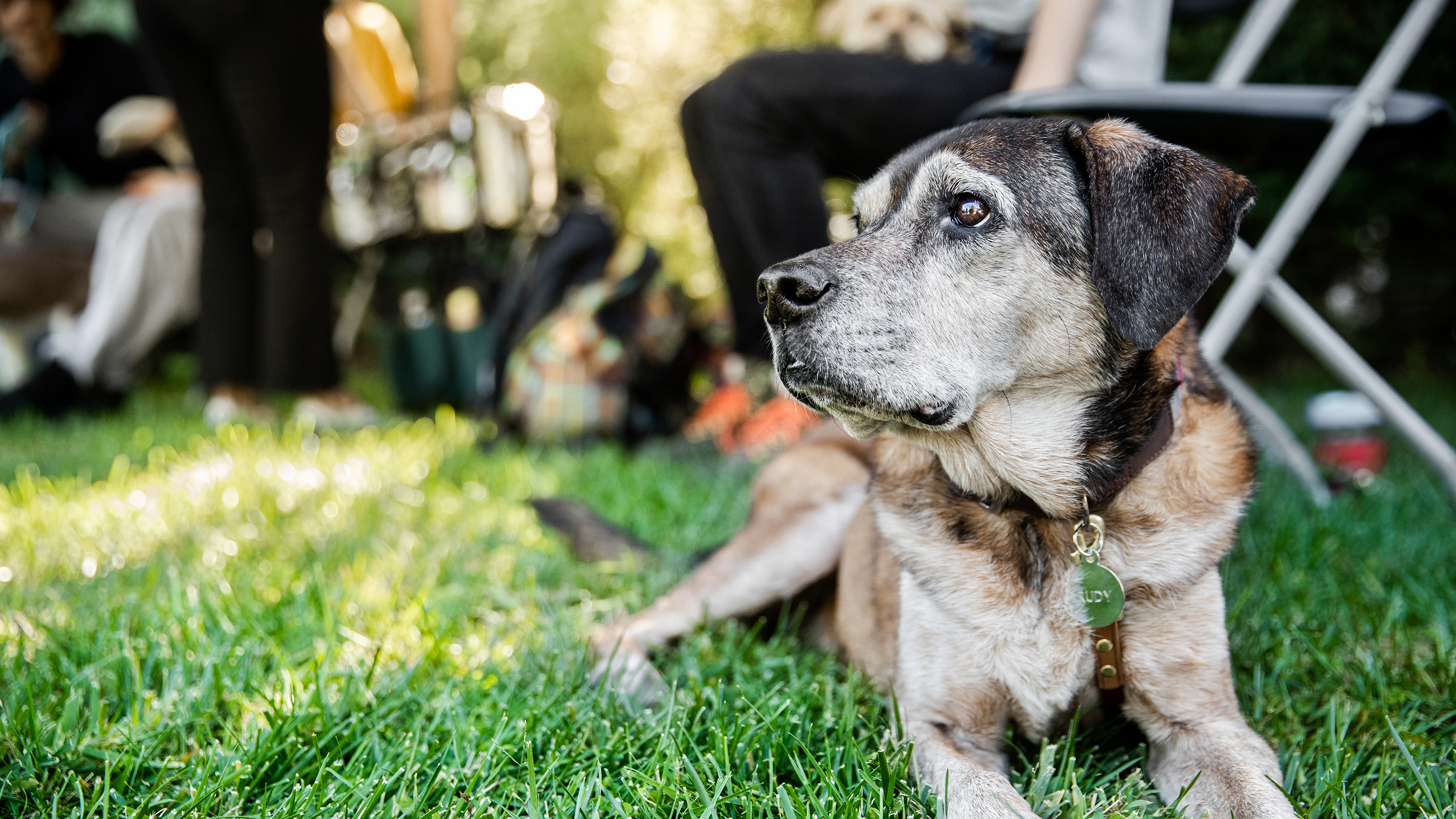 Banfield caring for a senior pet
