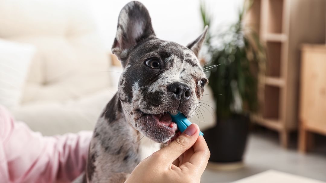 Reasons to brush your pet's teeth Banfield Pet Hospital®