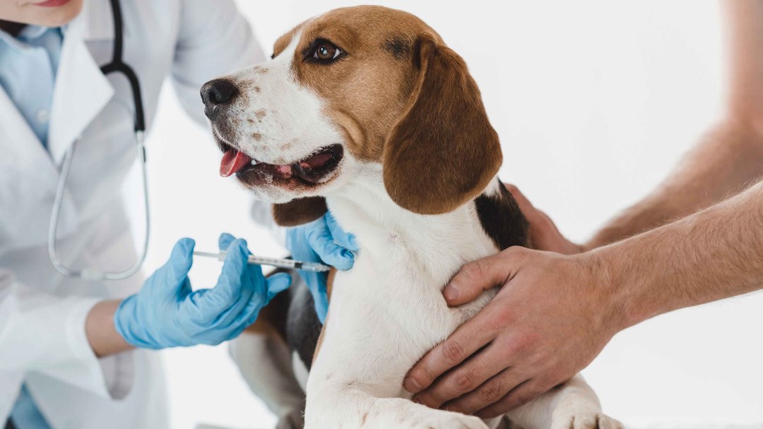 Banfield puppy shots 2025