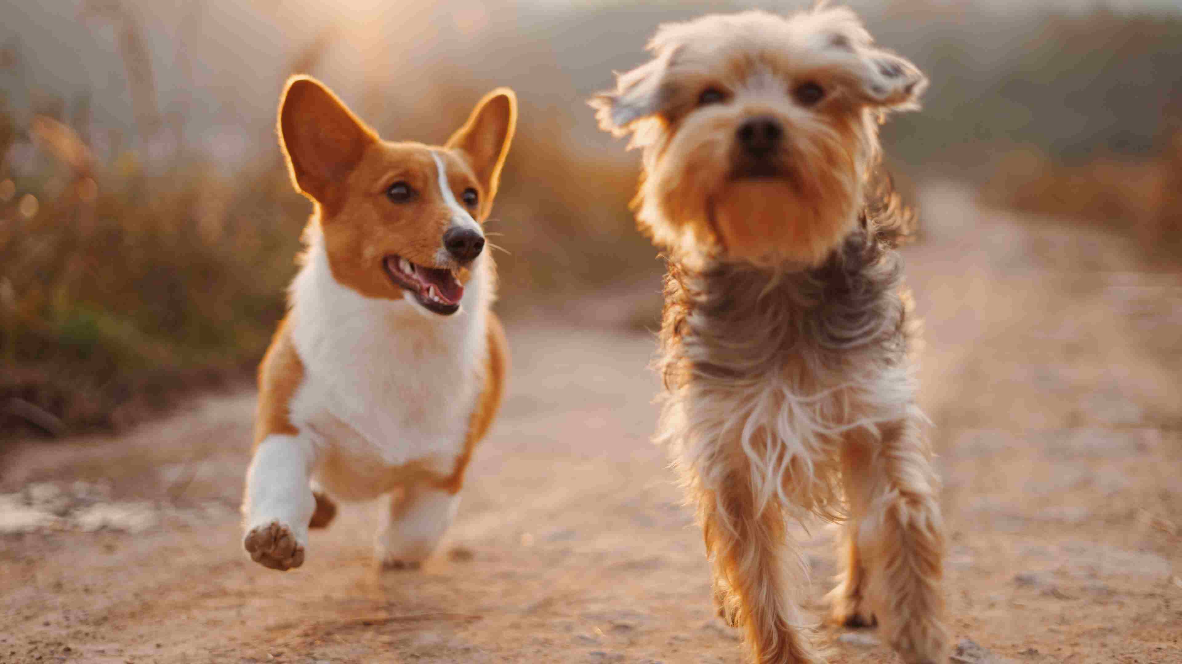 Two Dogs running