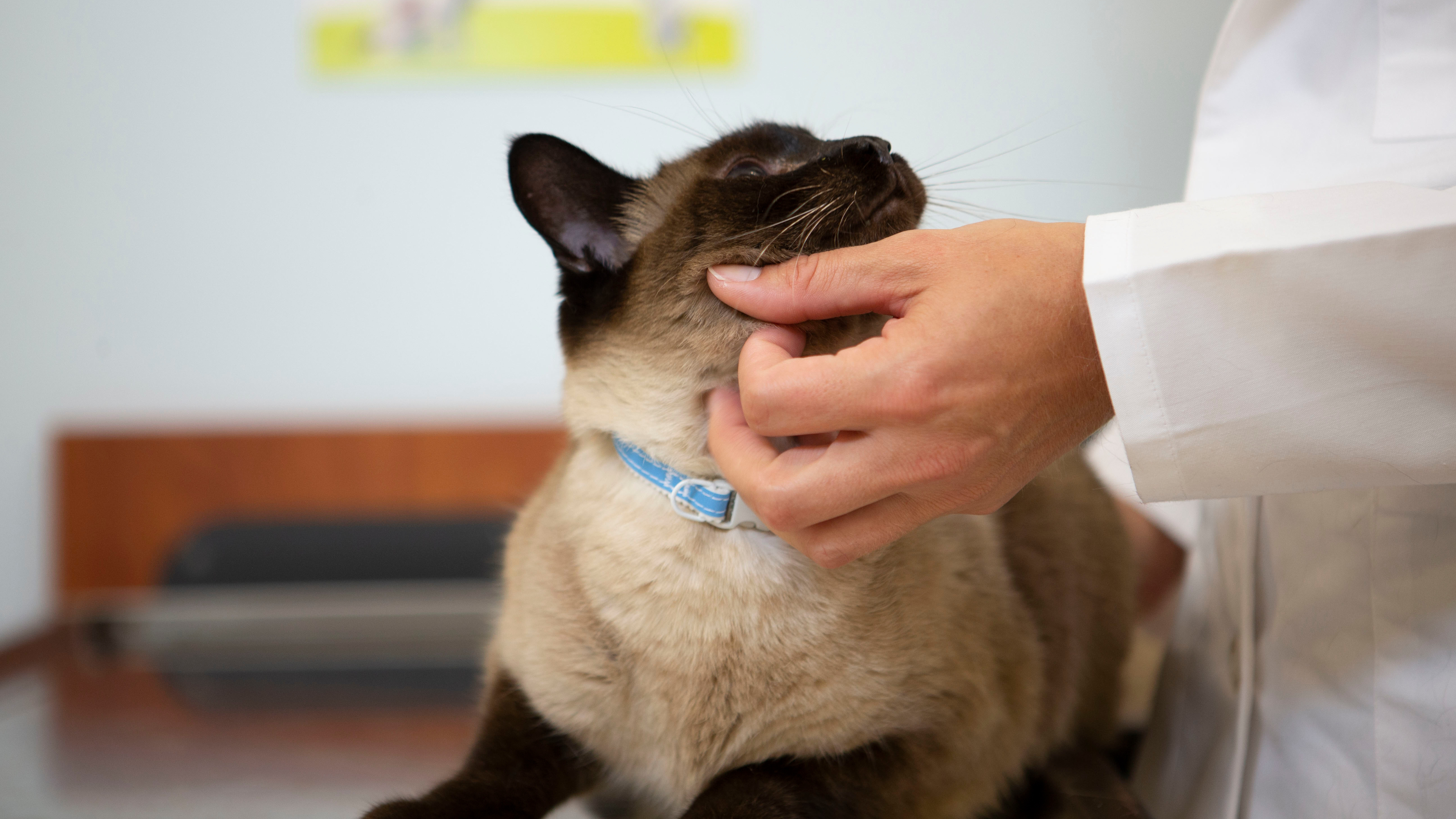 Cat getting its chin scratched by a veterinarian 