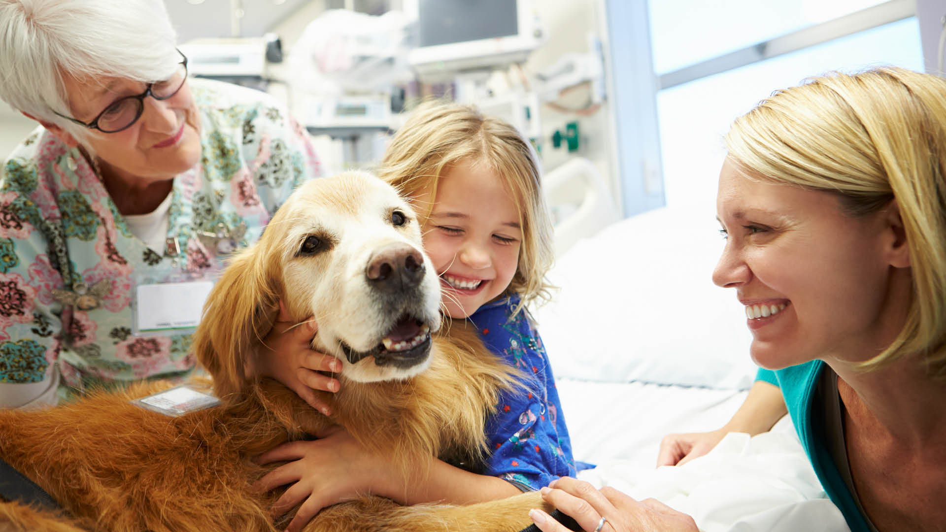 volunteer dogs lend a helping paw